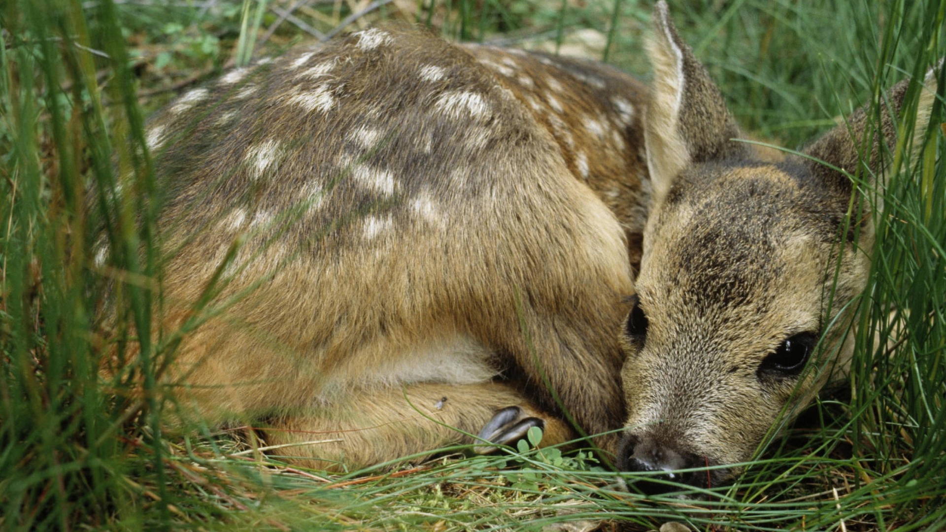 Олененок лежит в траве