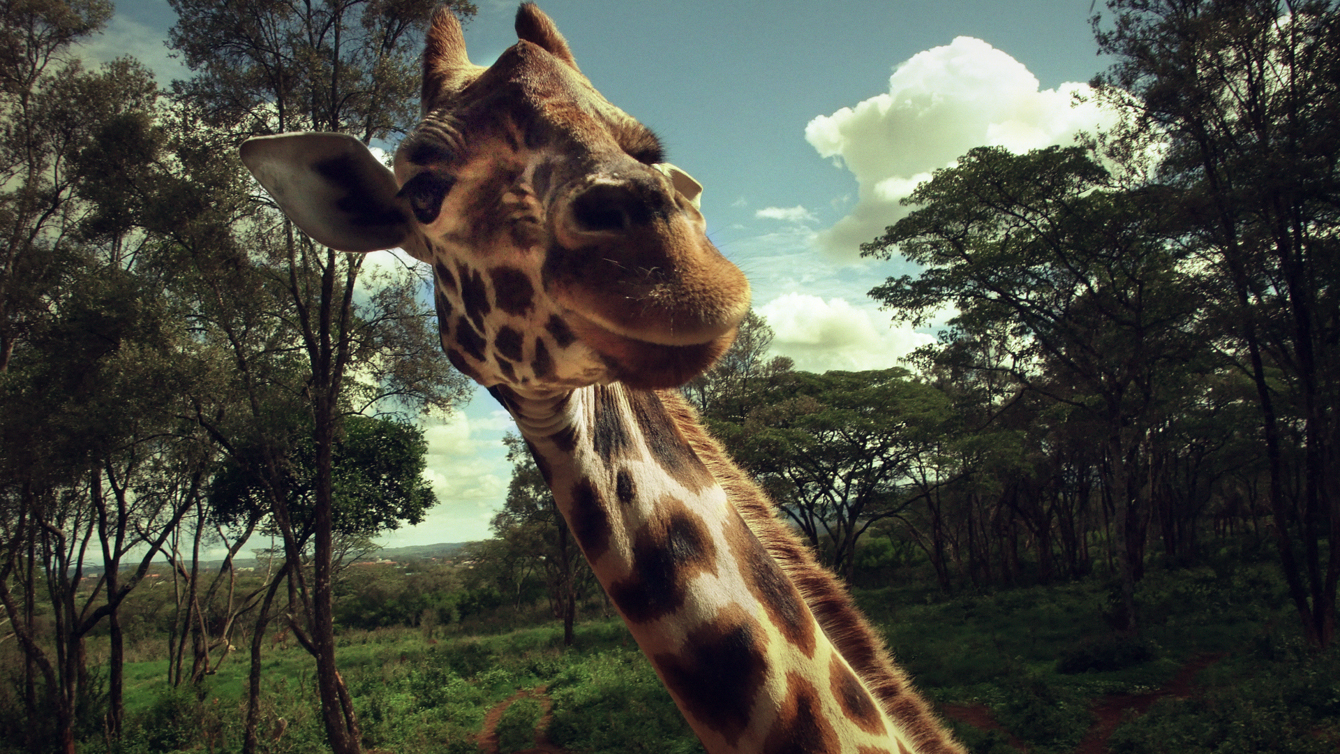 Жираф позирует