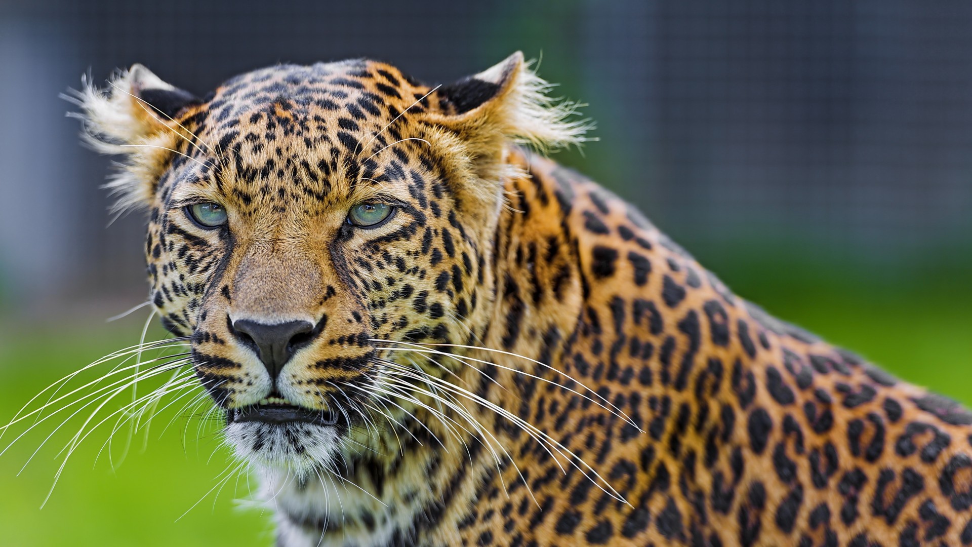 Восхитительный леопард