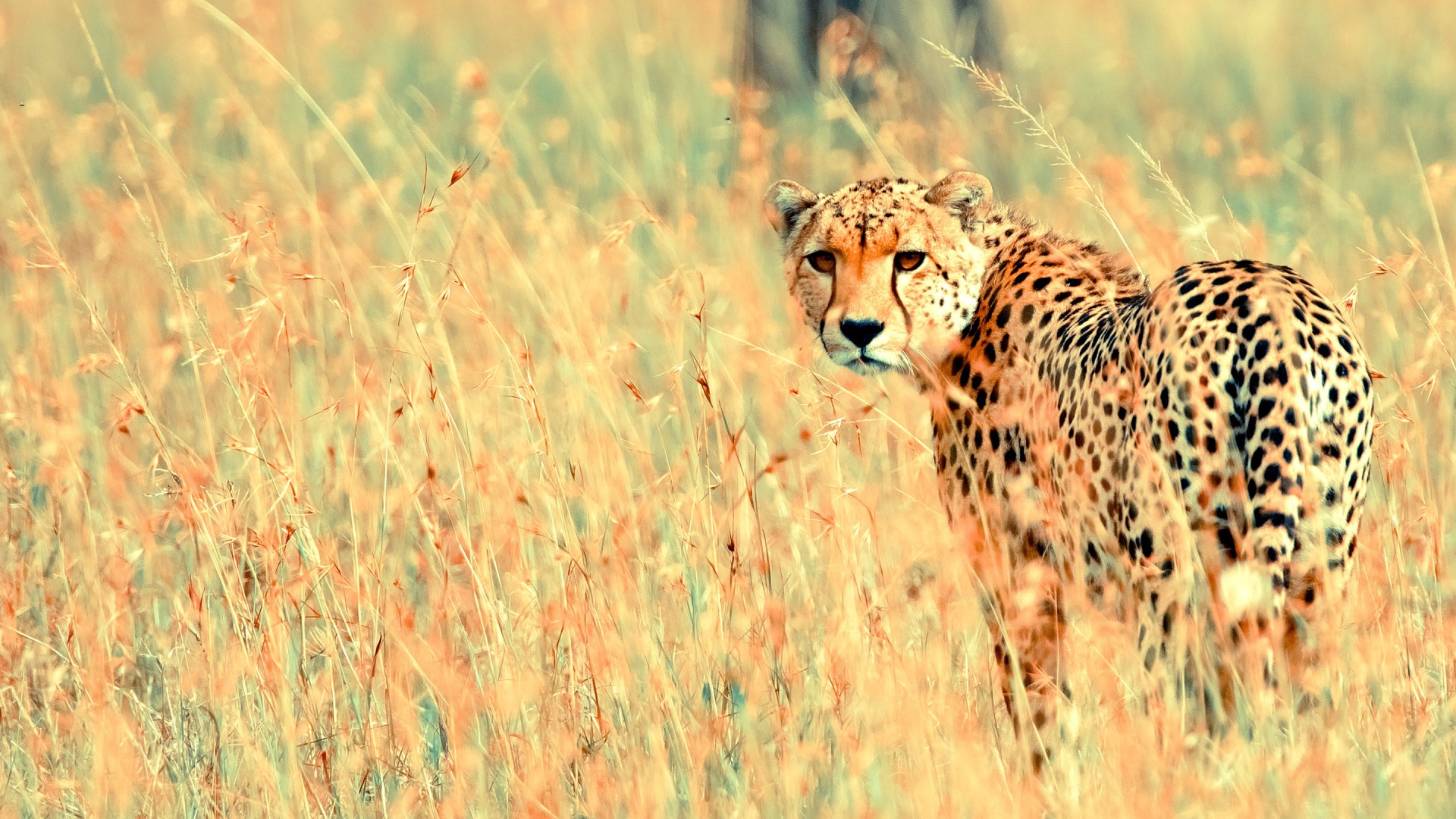 Прекрасный геппард