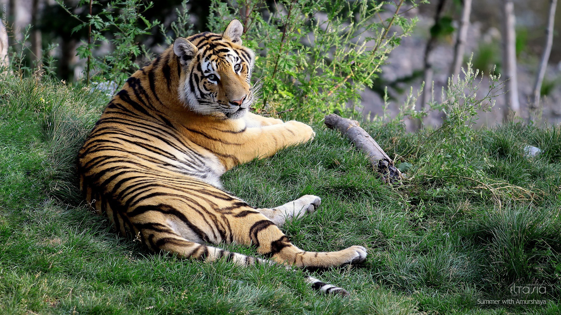 Отдыхающая тигрица