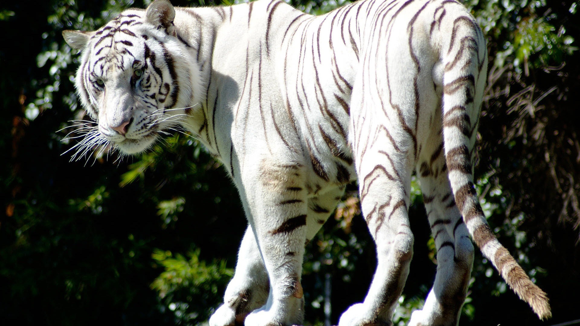 Редкий белый тигр