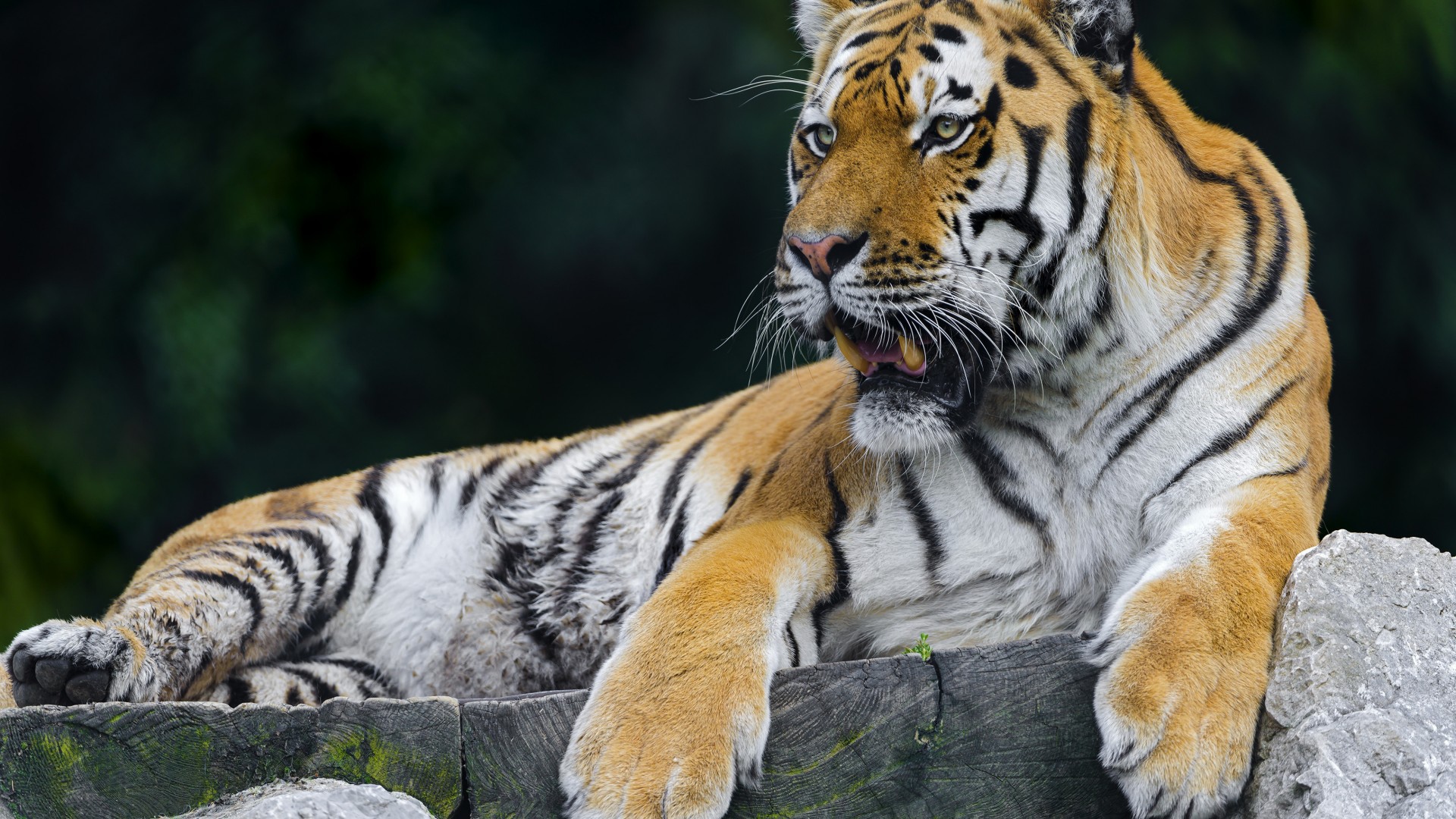 Тигр отдыхает на помосте