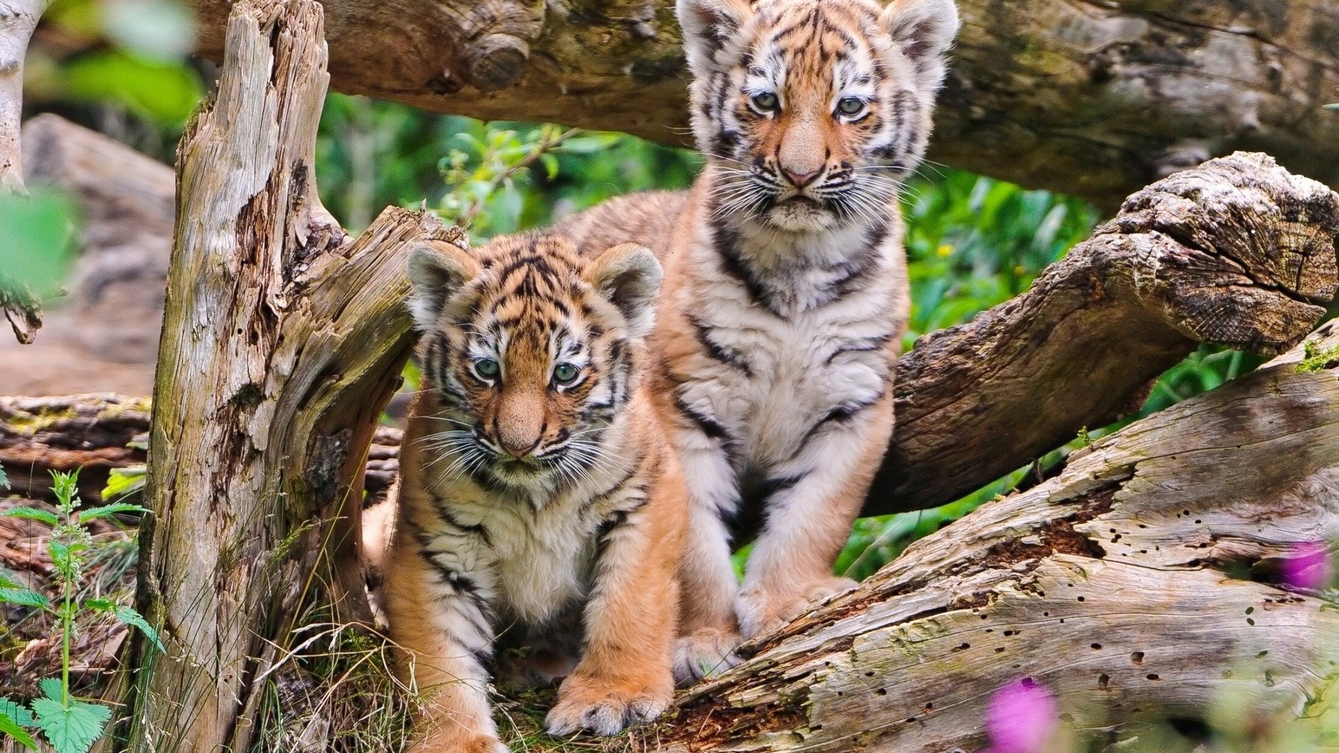 Два тигренка