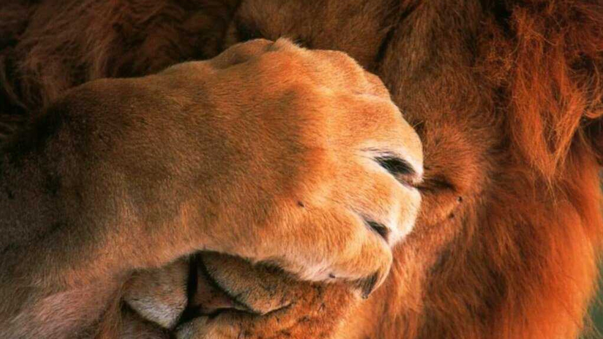 Лев закрыл глаза лапой