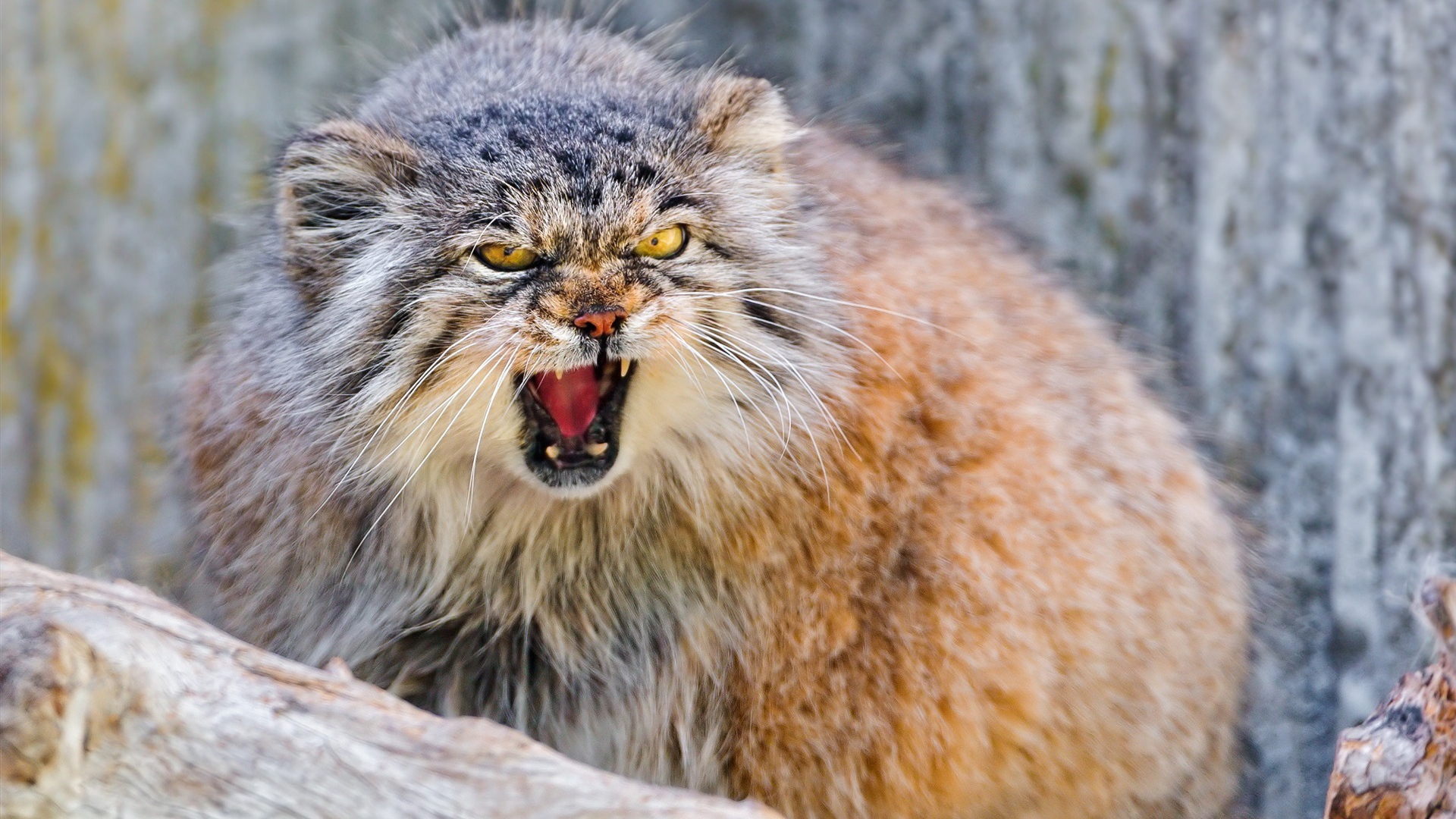 Манул в угрожающей позе