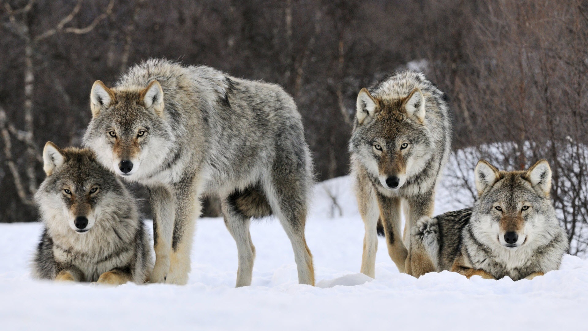 Волки в Норвегии