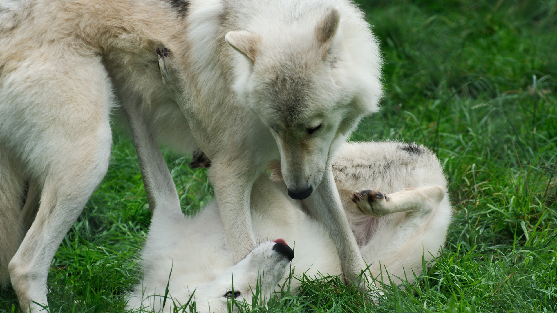 Wolves play on grass