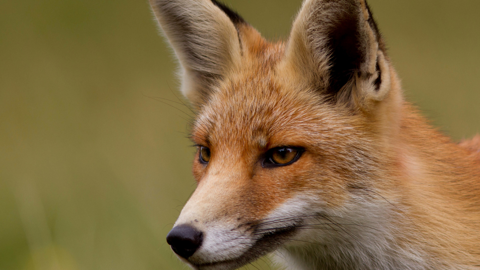 Хитрая рыжая лиса