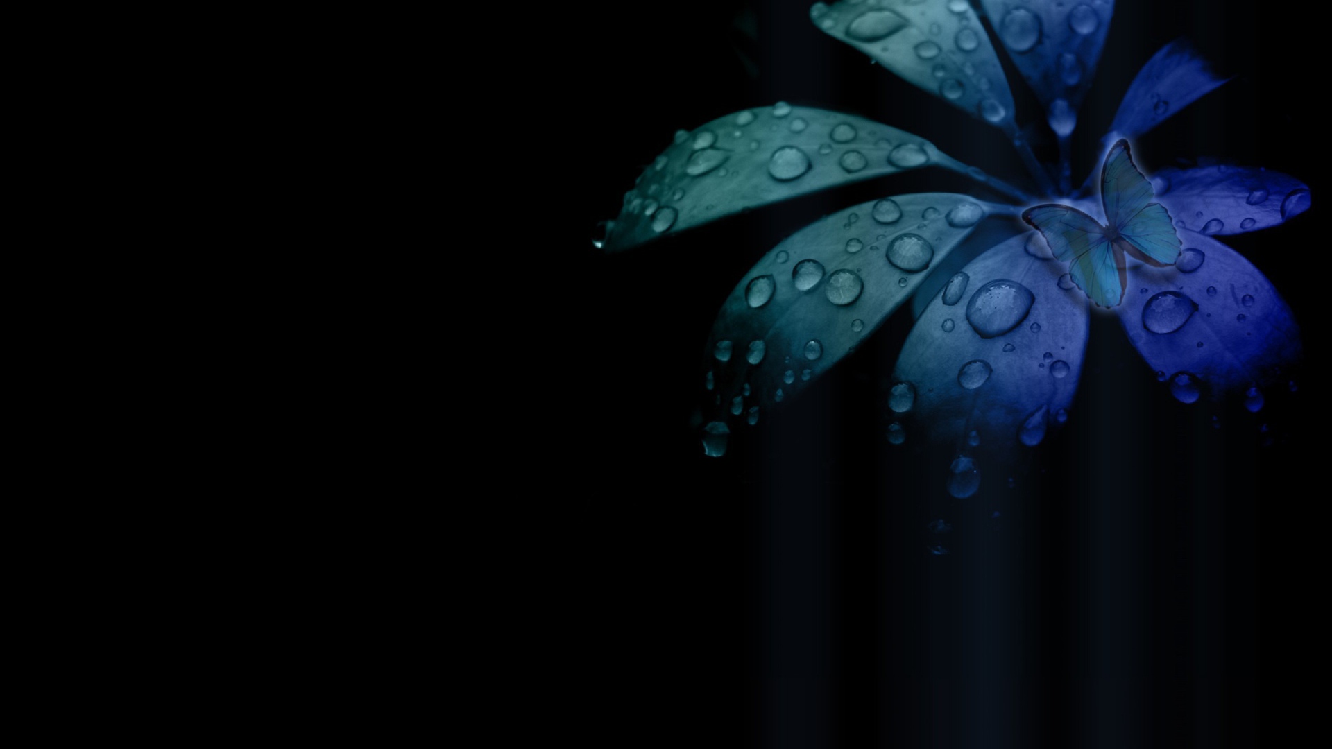 Black and blue flower wallpaper Desktop wallpapers 1920x1080
