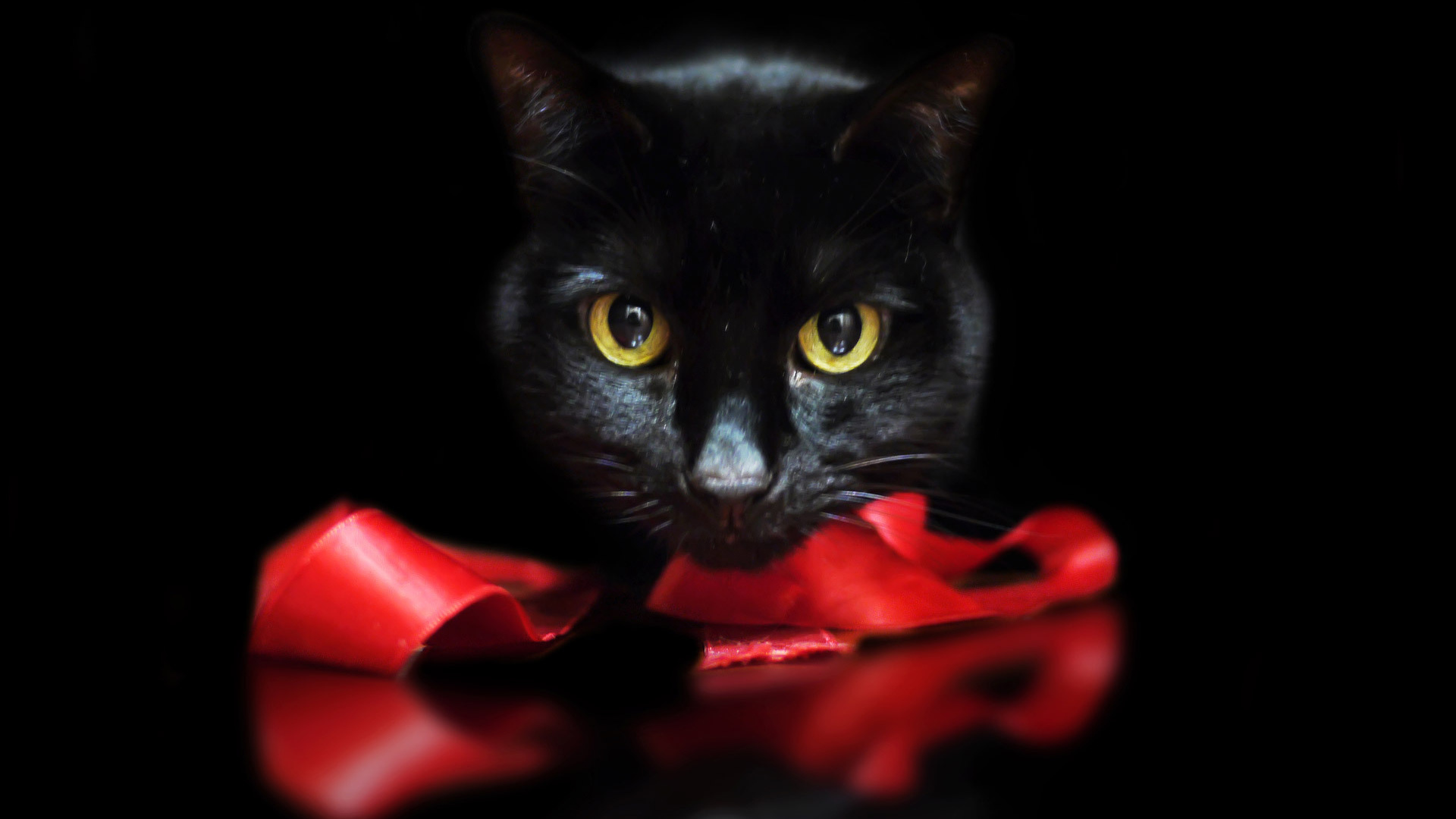 Черный кот с лентой на черном фоне