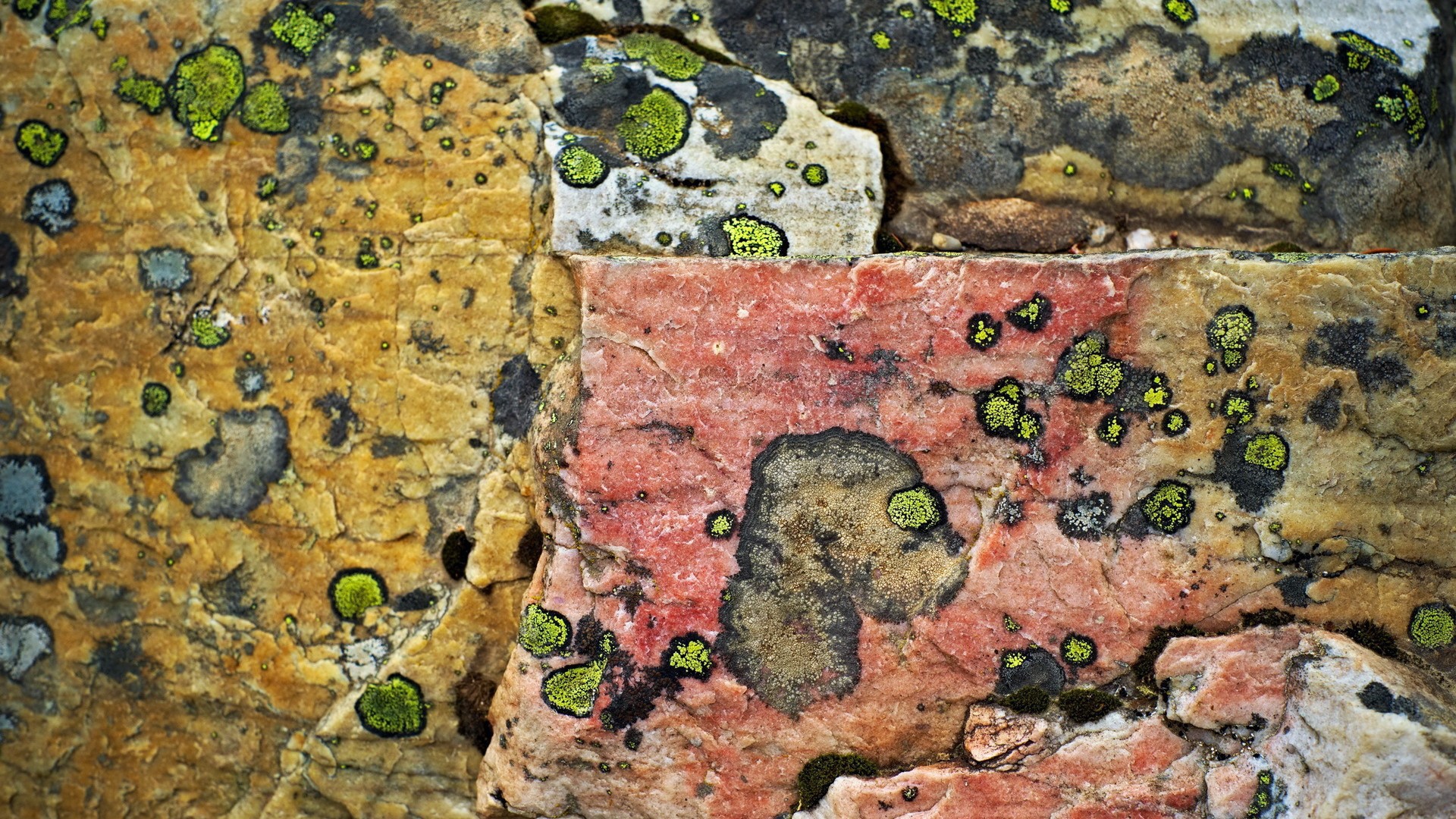 Плесень на камнях