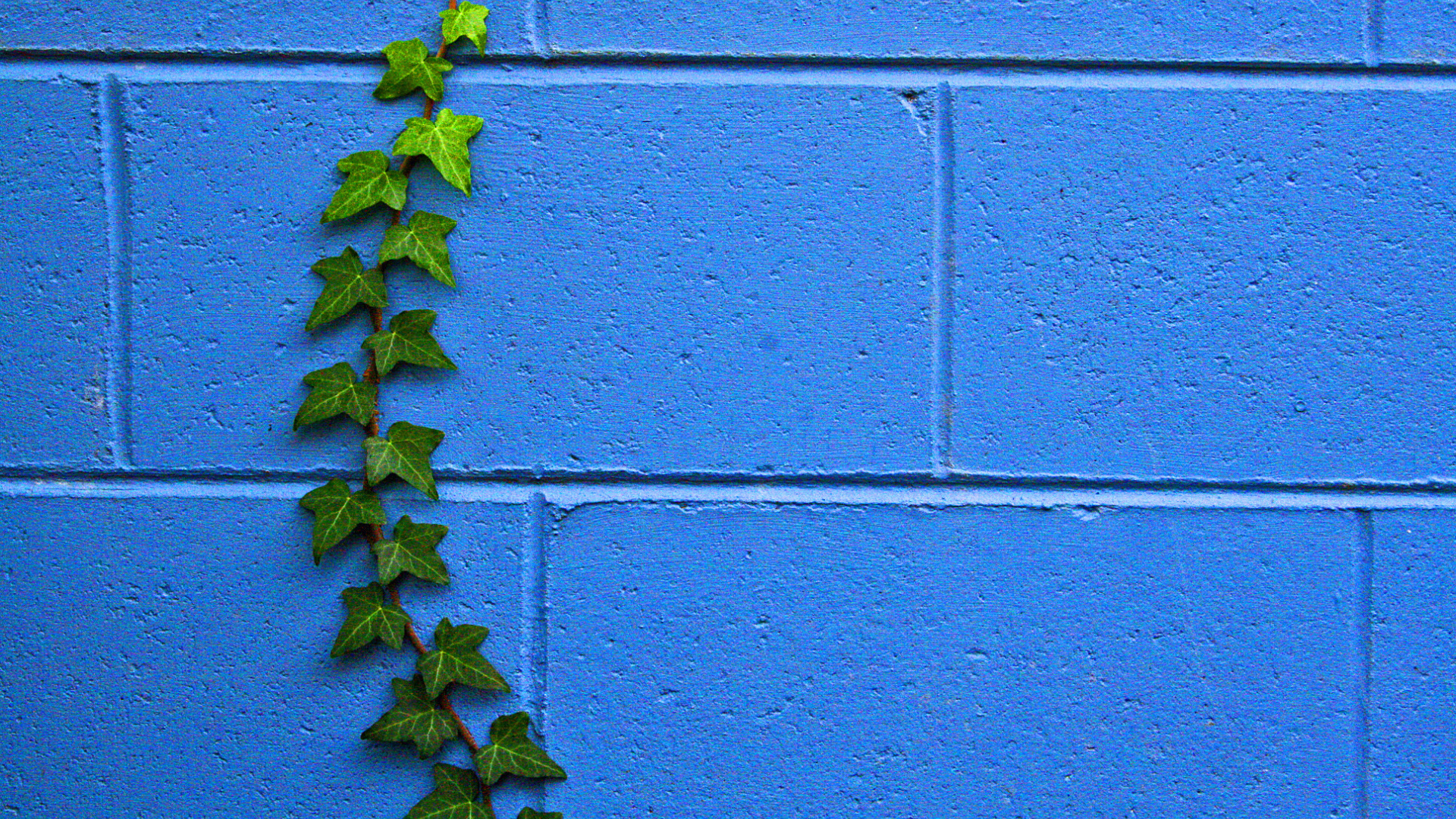 Растение на стене