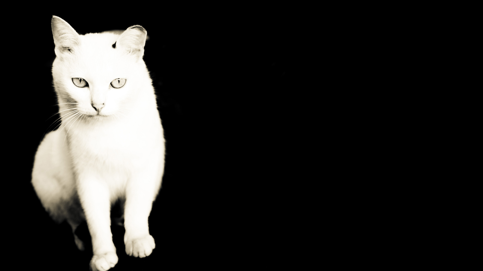 Белый кот на черном фоне