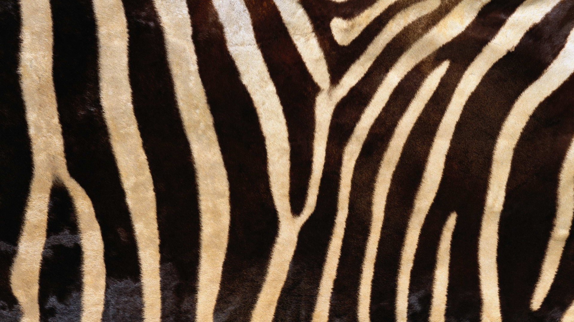 Мех зебры