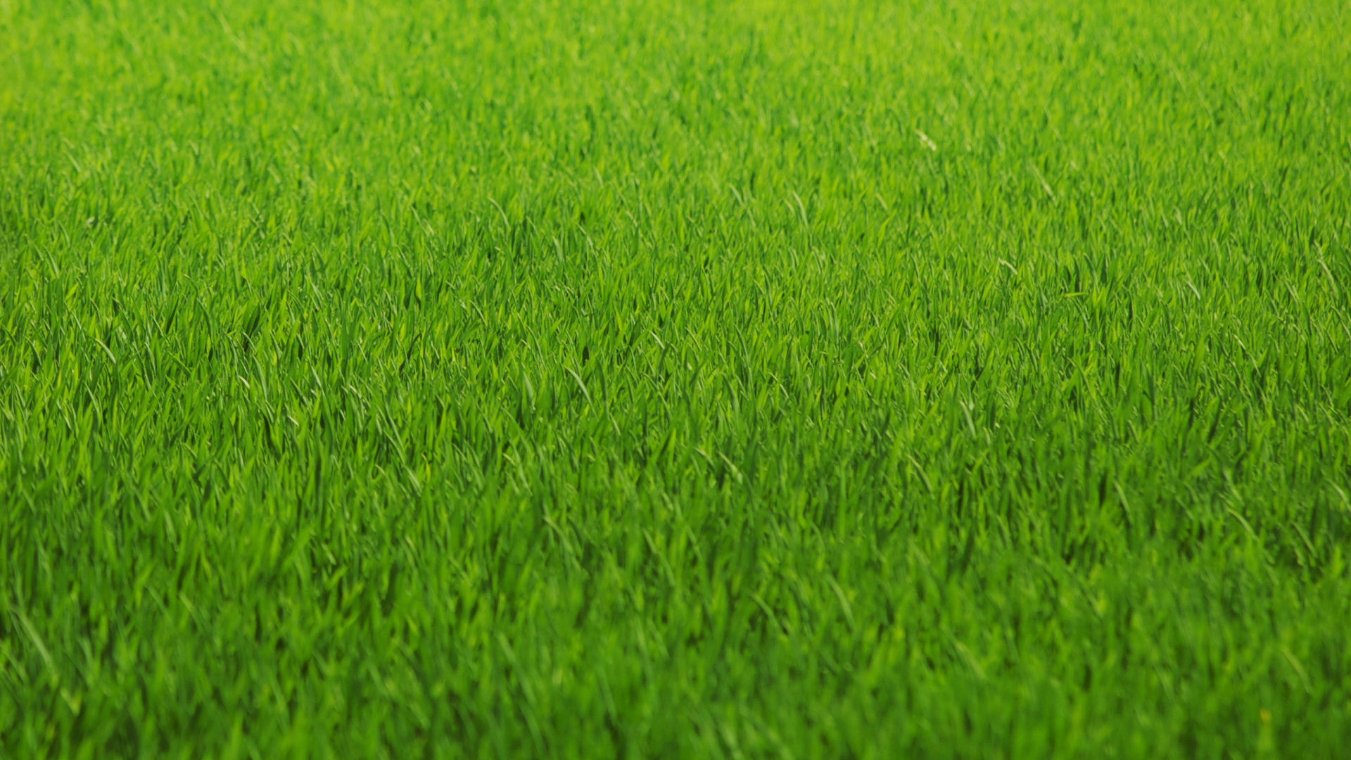 Зеленая трава