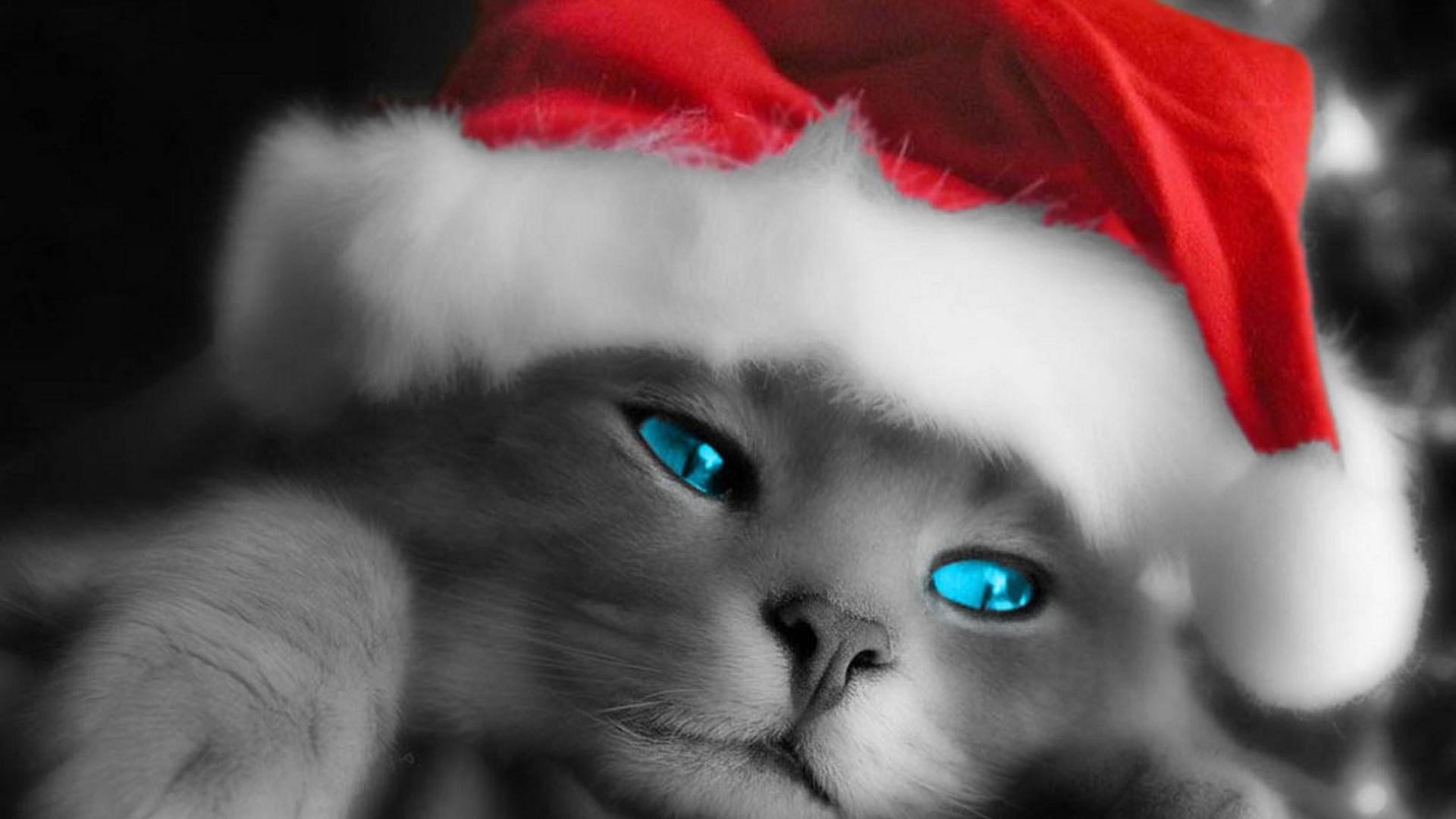 Рождественский кот