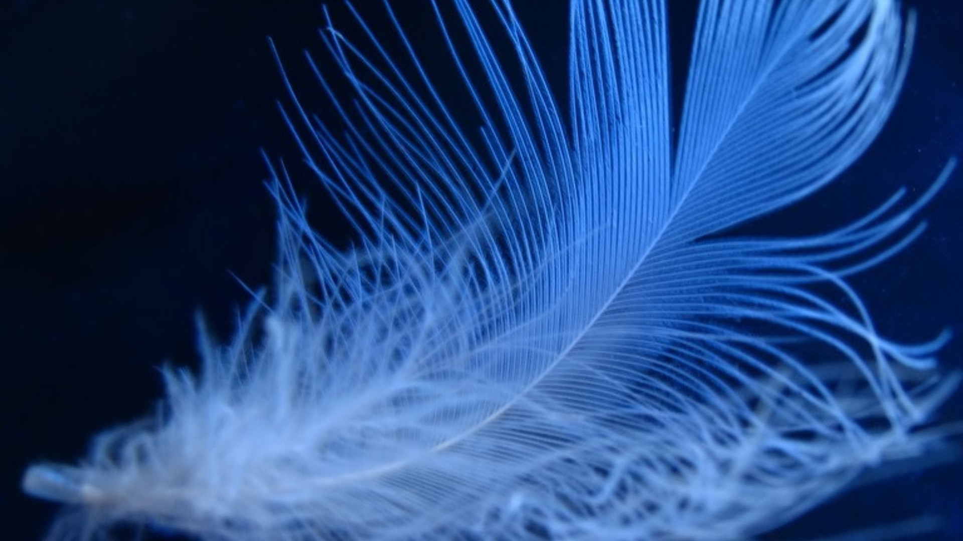 Пушистое неоновое перо