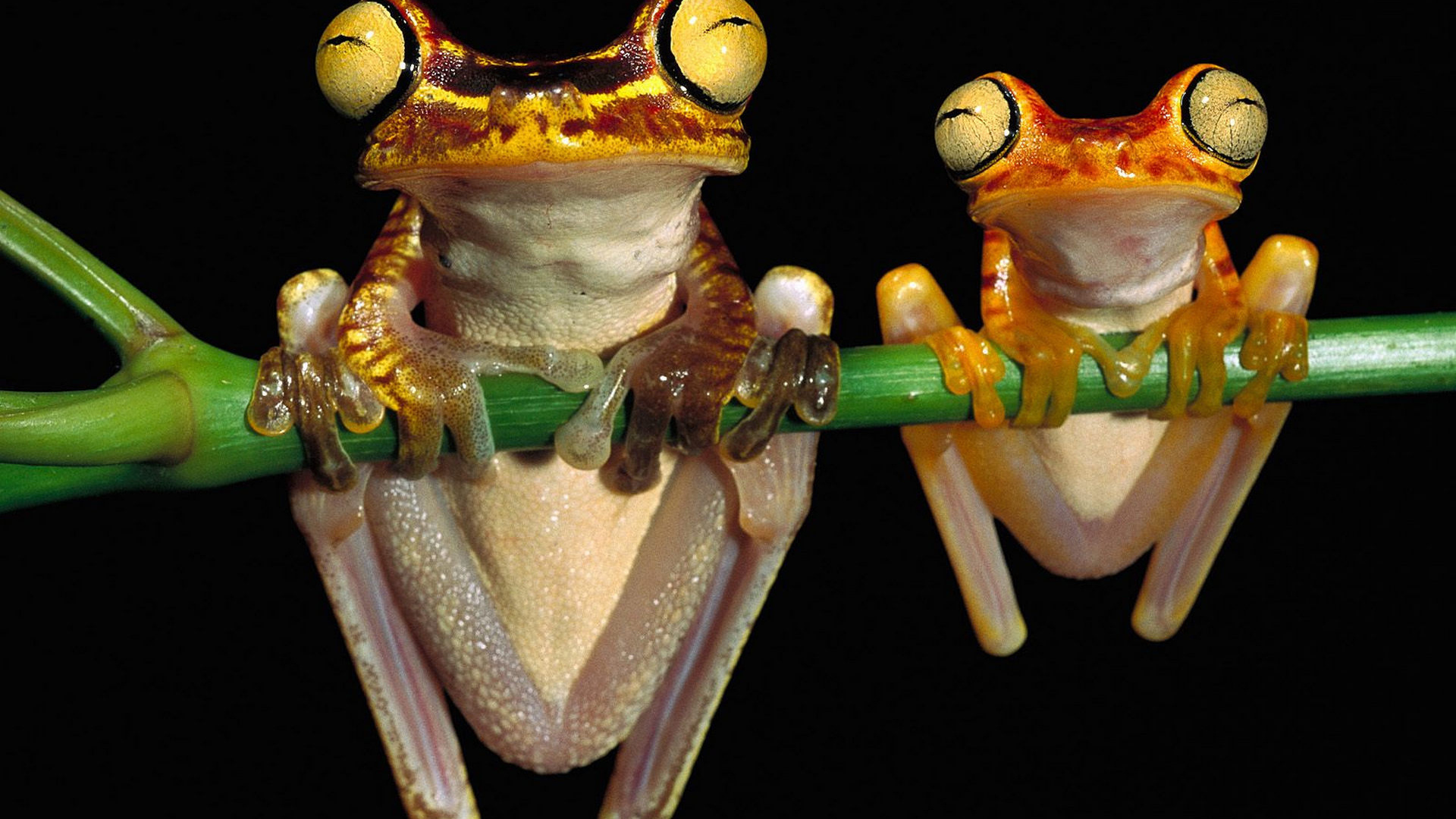 Лягушки висят на ветке