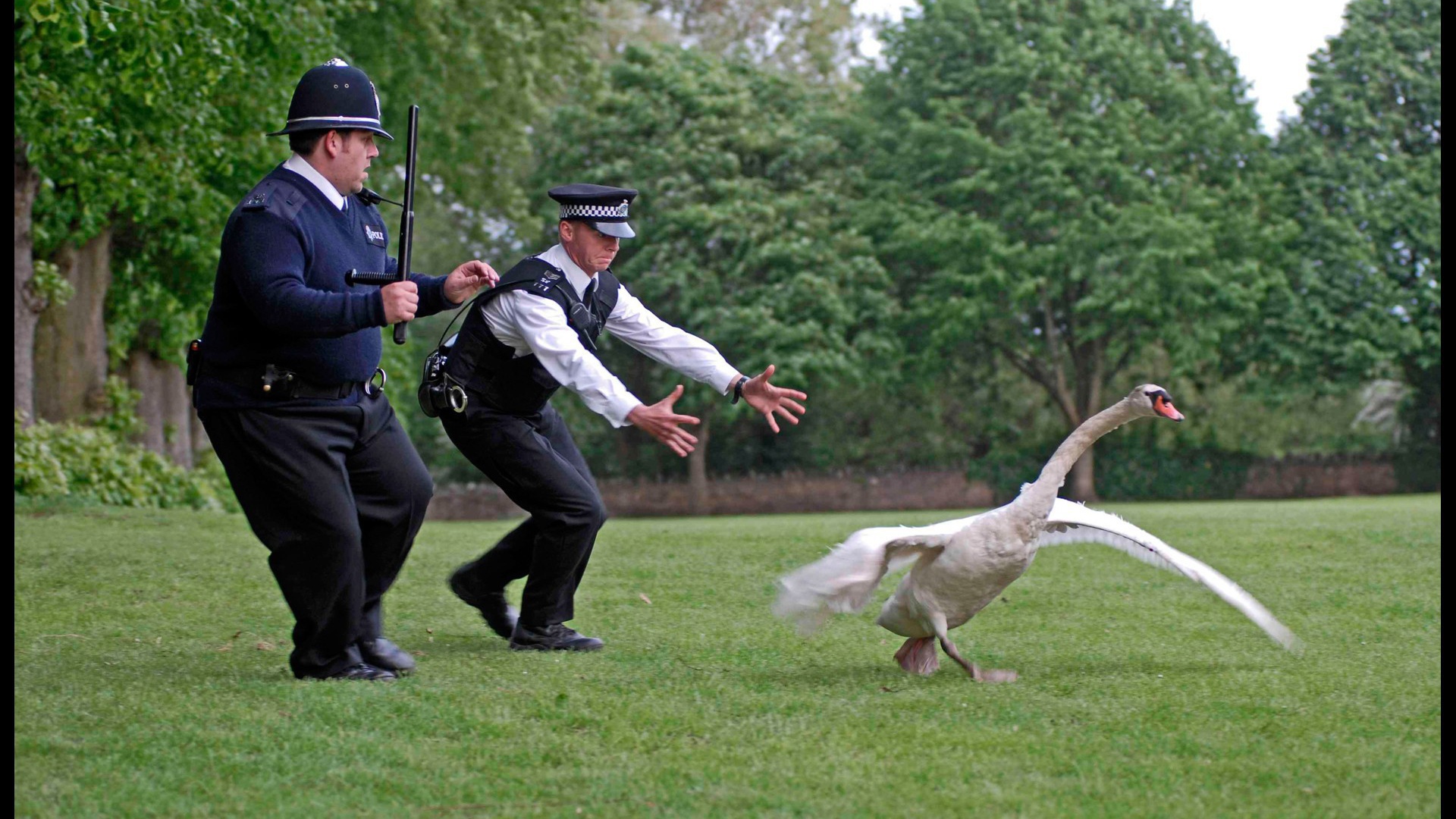 Полиция ловит гуся