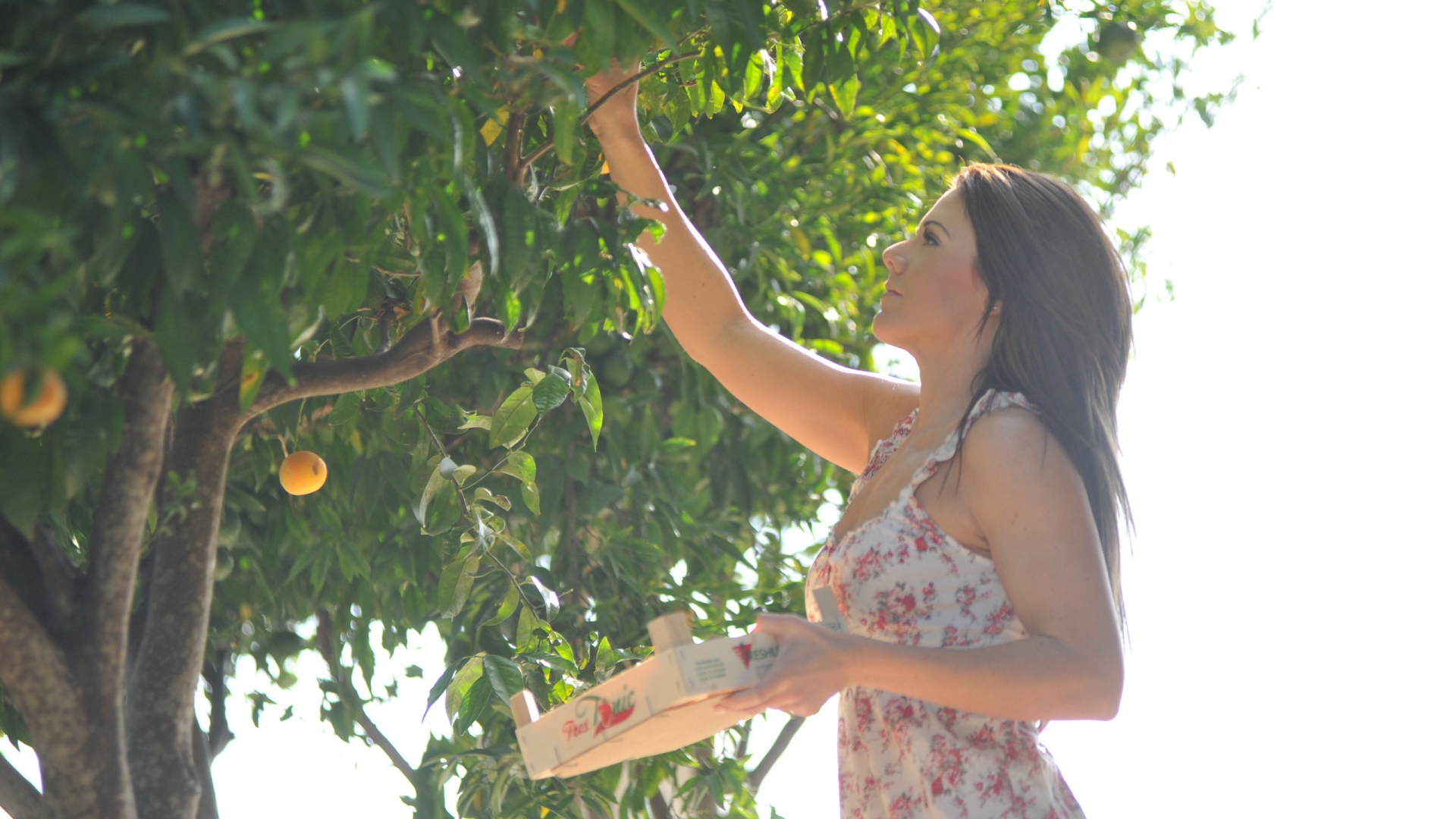 Девушка собирает фрукты