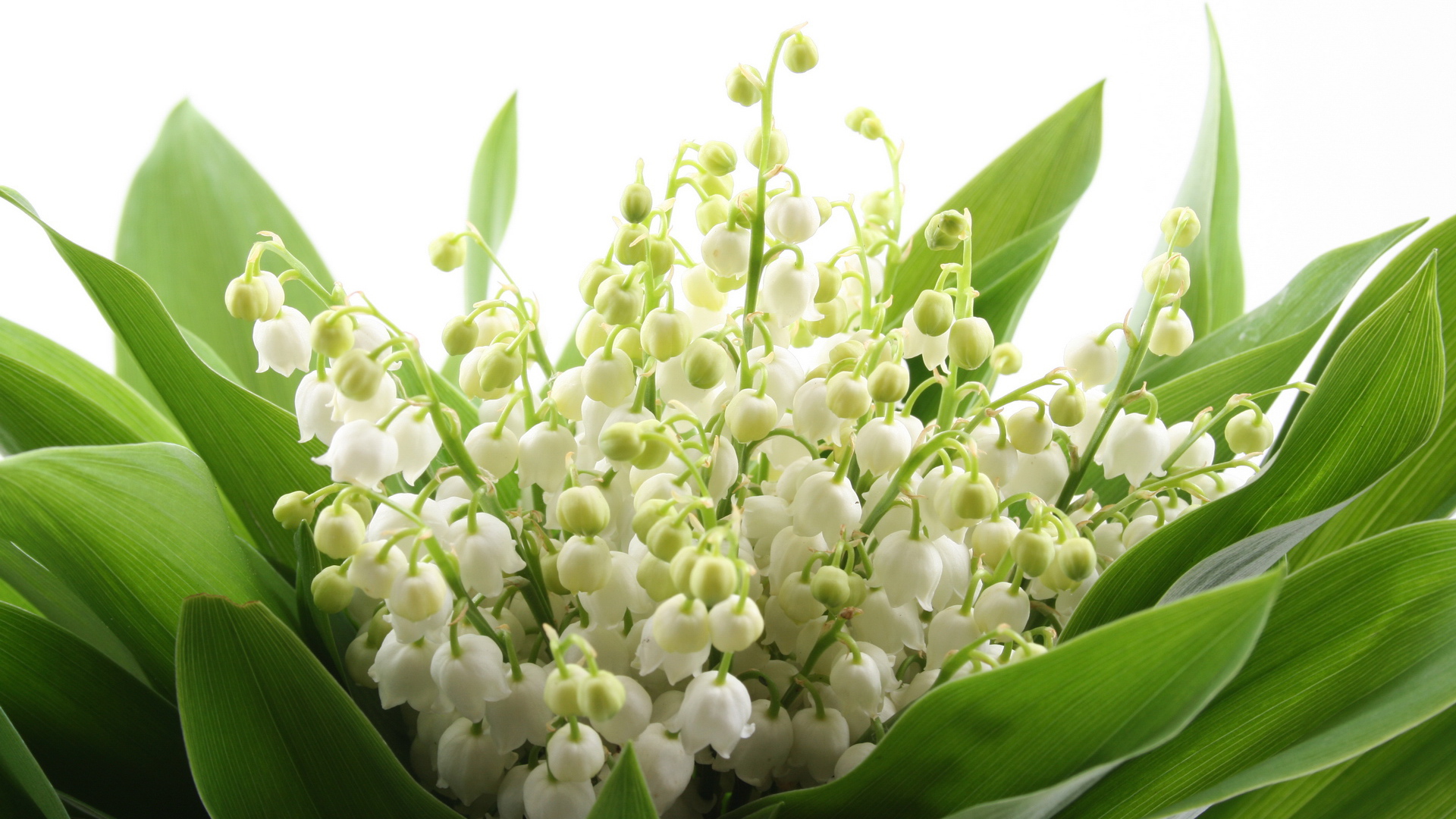 Ландыши на 8 марта