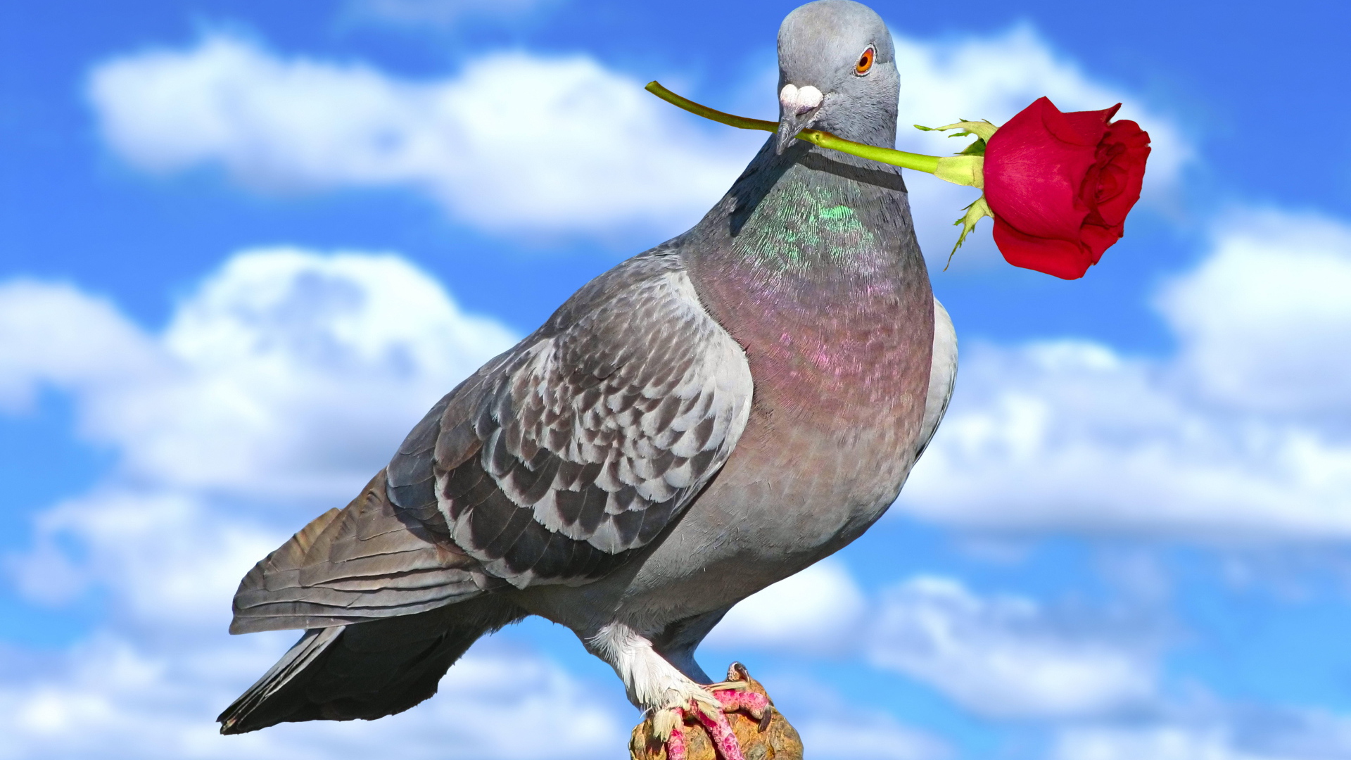 Dove with a rose on Valentine's Day