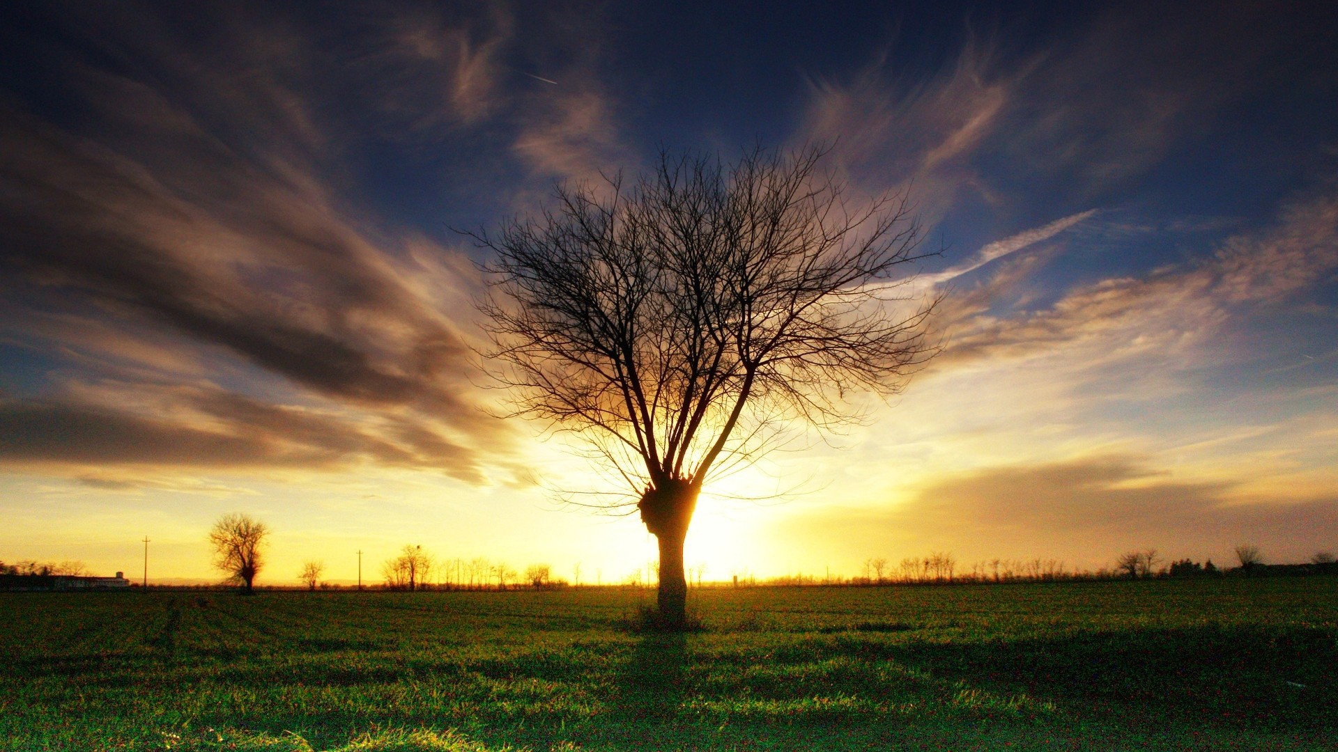 Умершее дерево