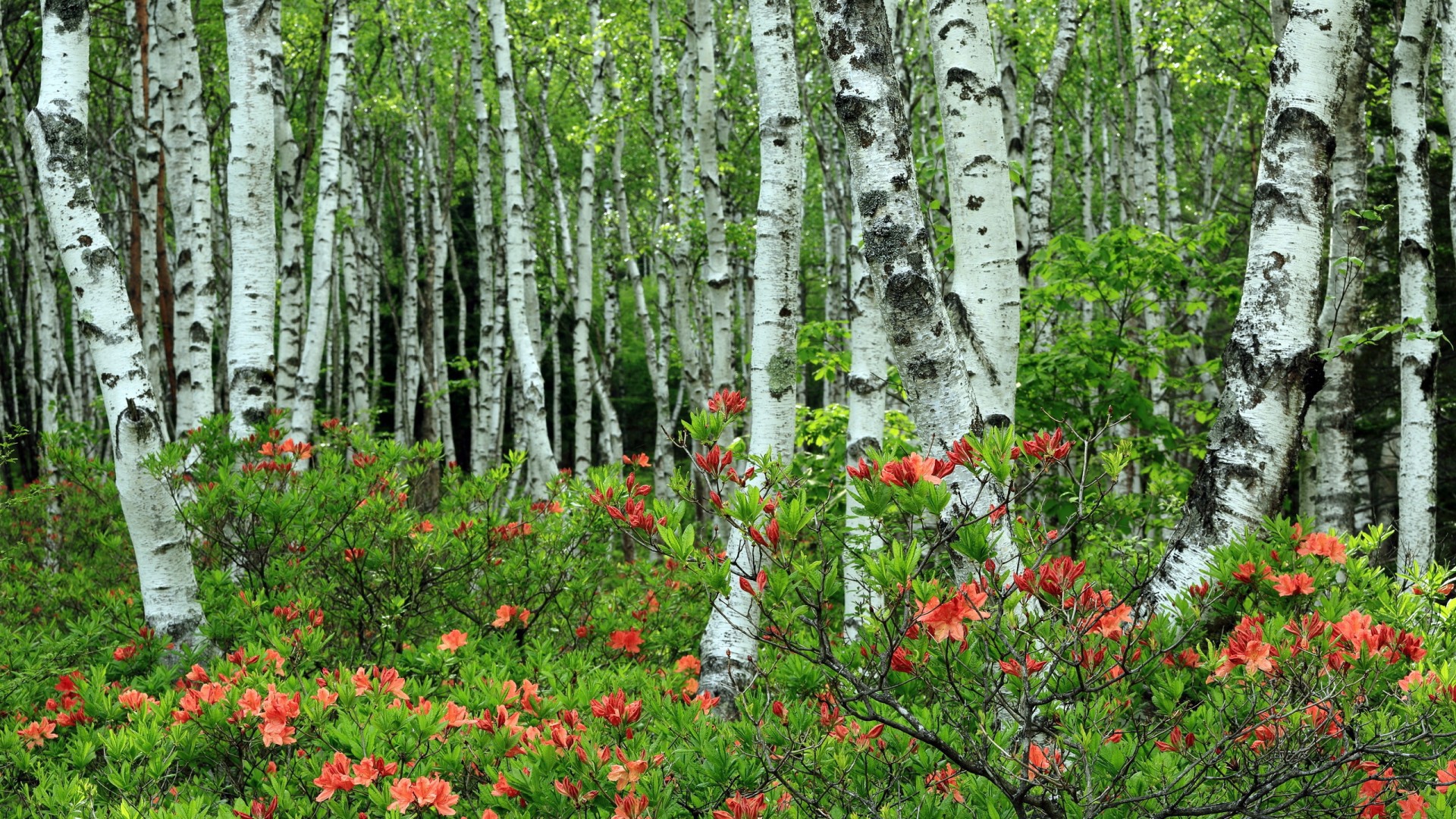Берёзы среди розовых листъев