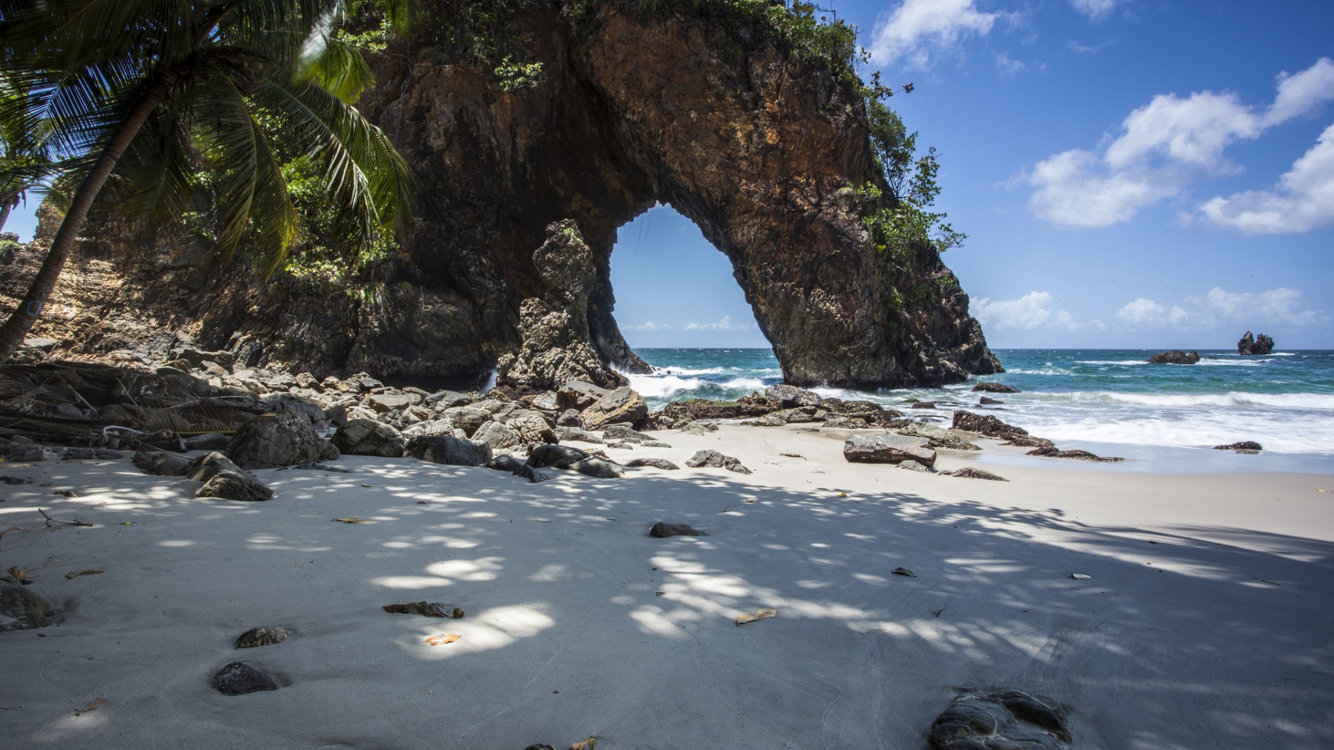 Cкала и дерево