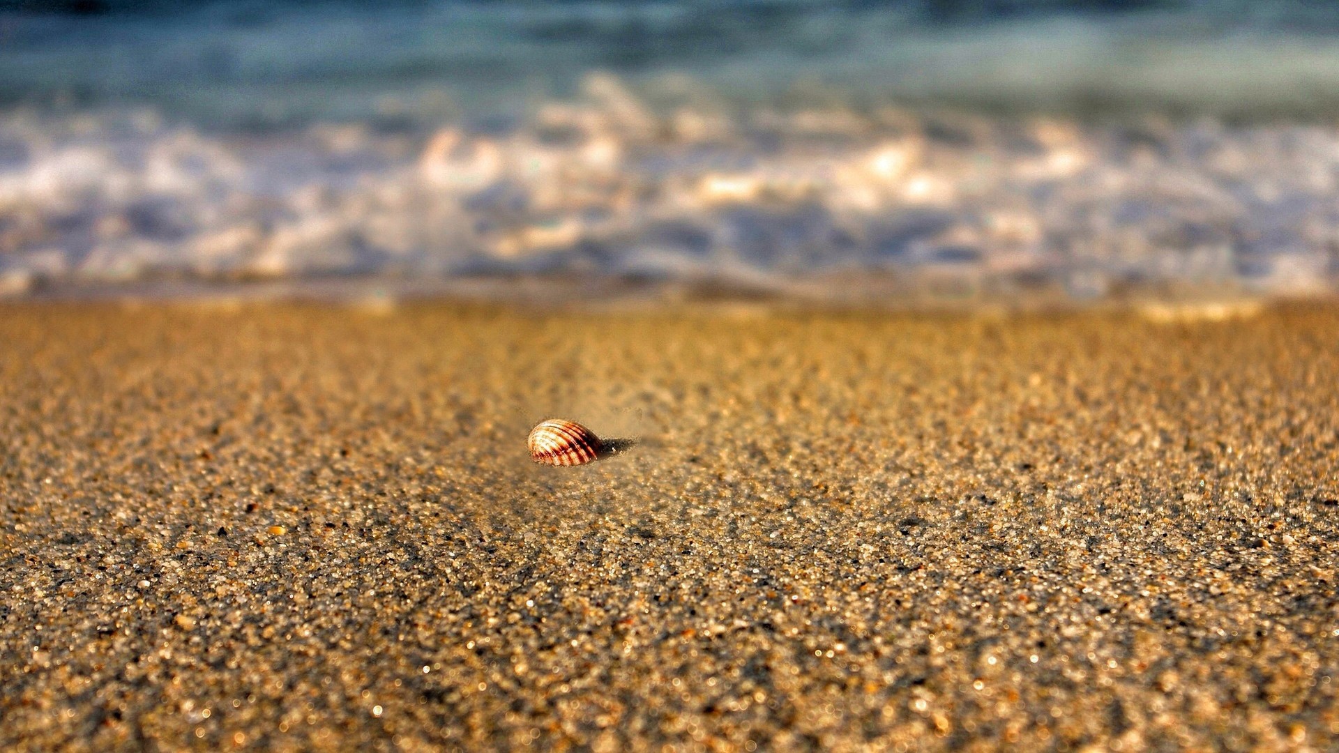 Одинокая ракушка