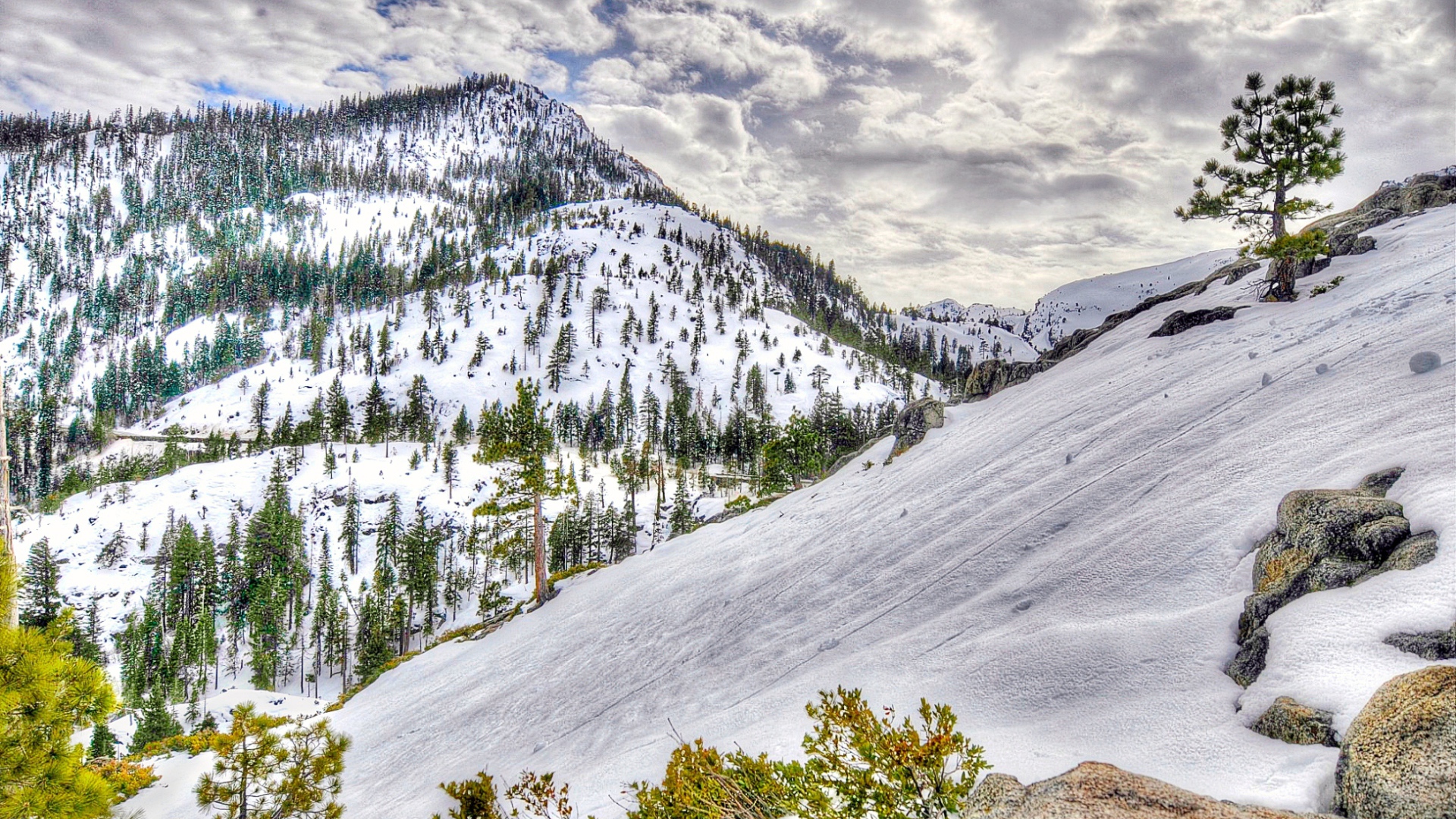 Заснеженный лес в горах