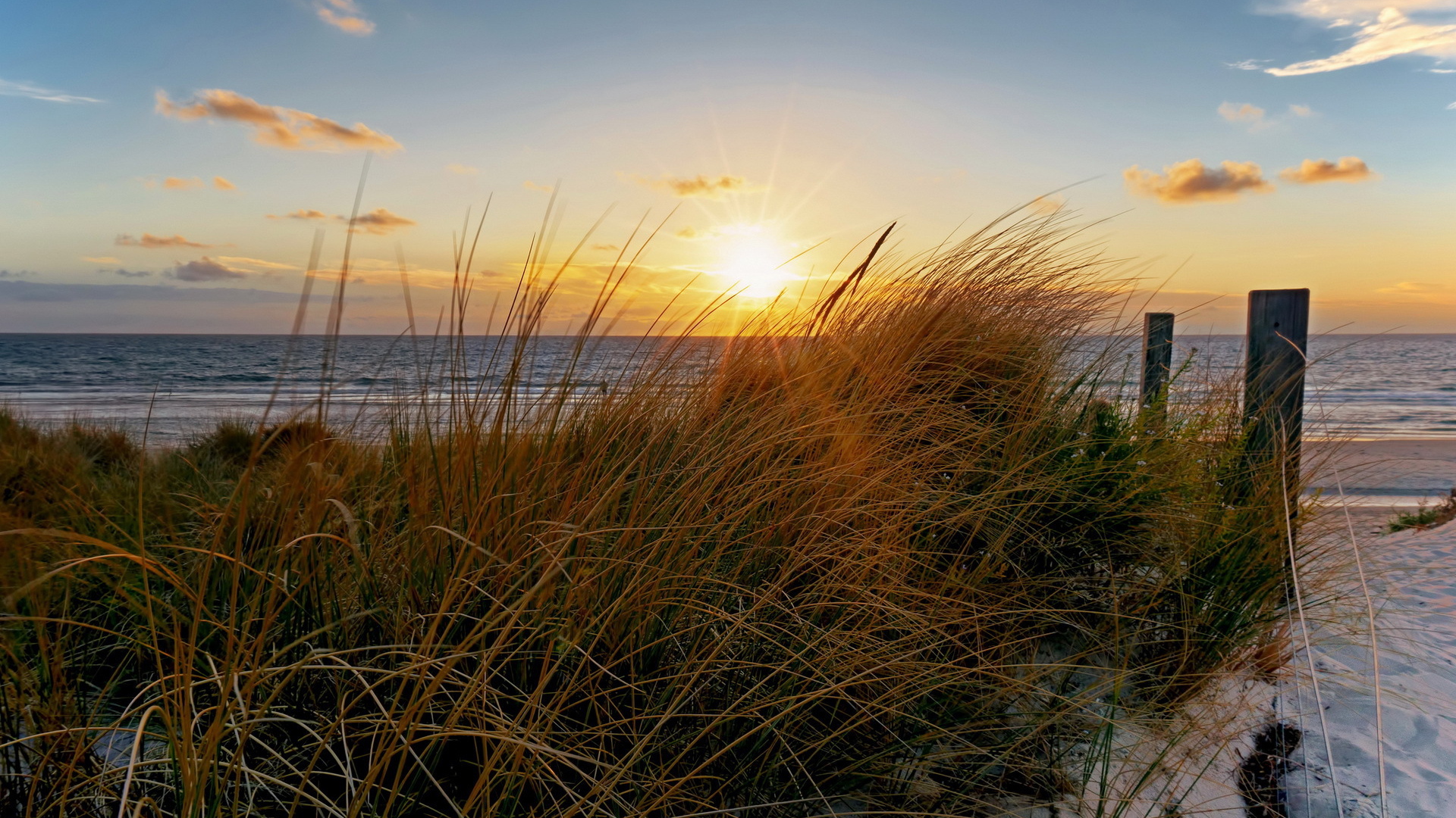 Трава на пляже