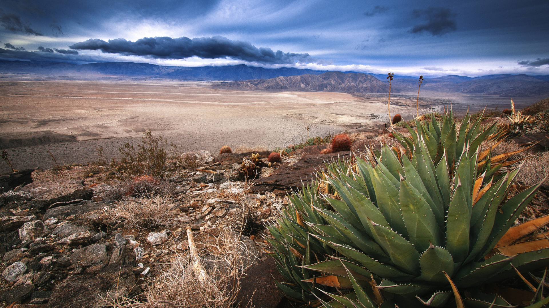Растительность в пустыне