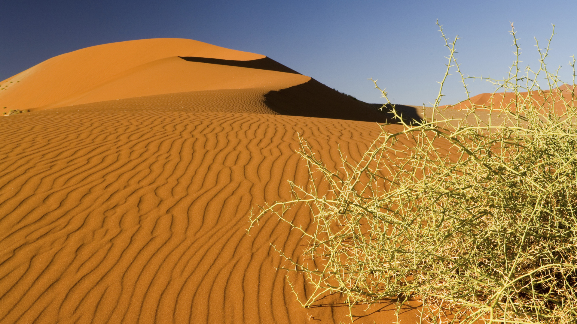 Дикая пустынная колючка