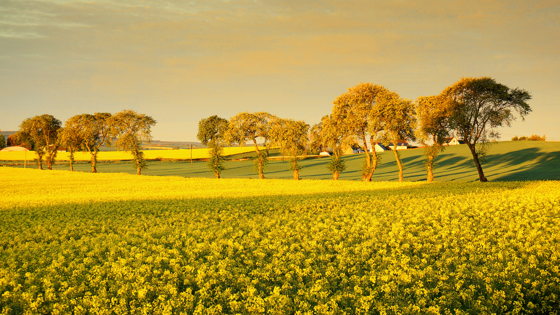 Деревья среди поля