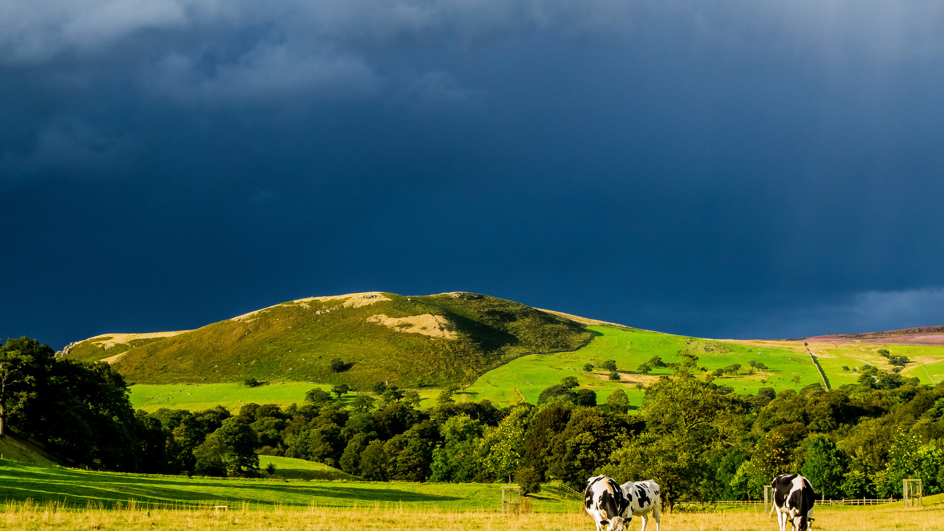 Коровы в поле