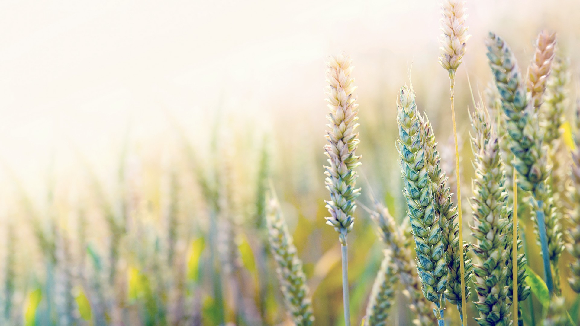 Незрелая пшеница