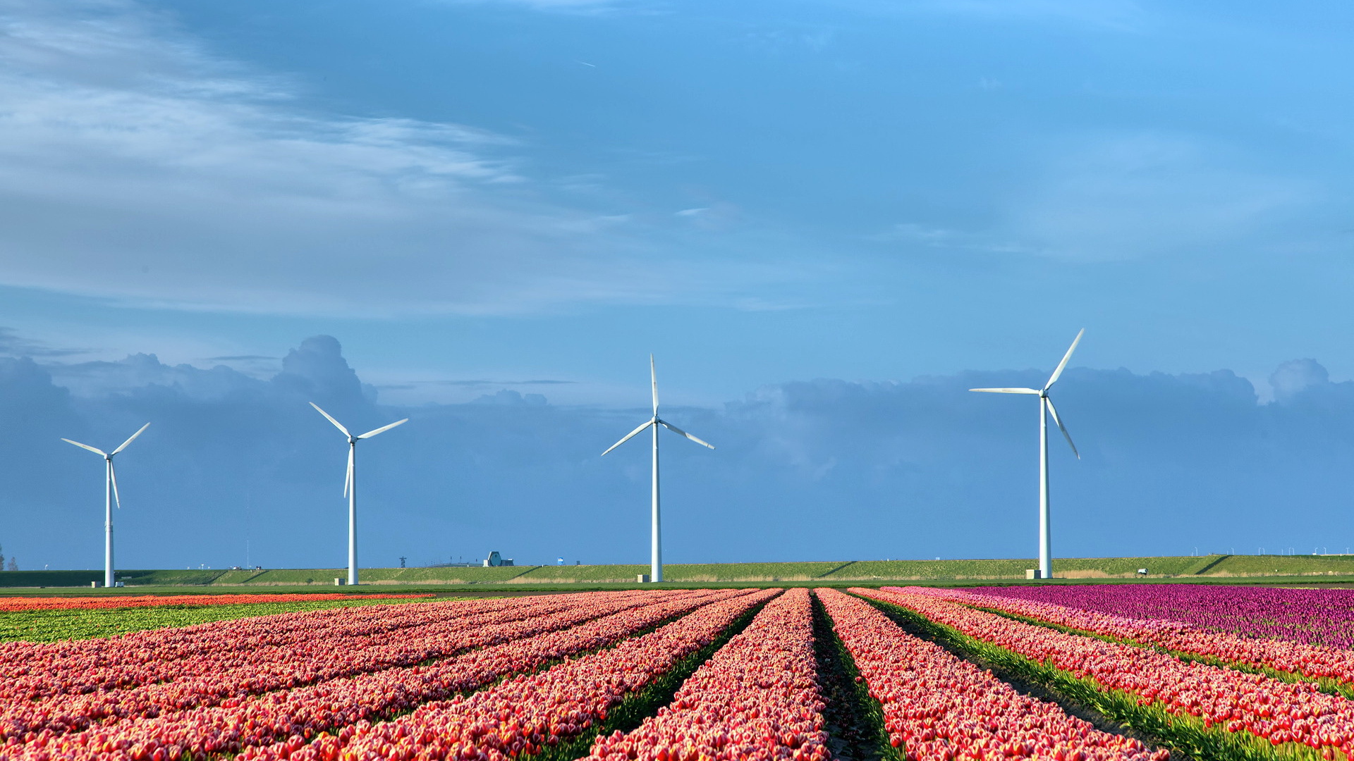 Поле тюльпанов