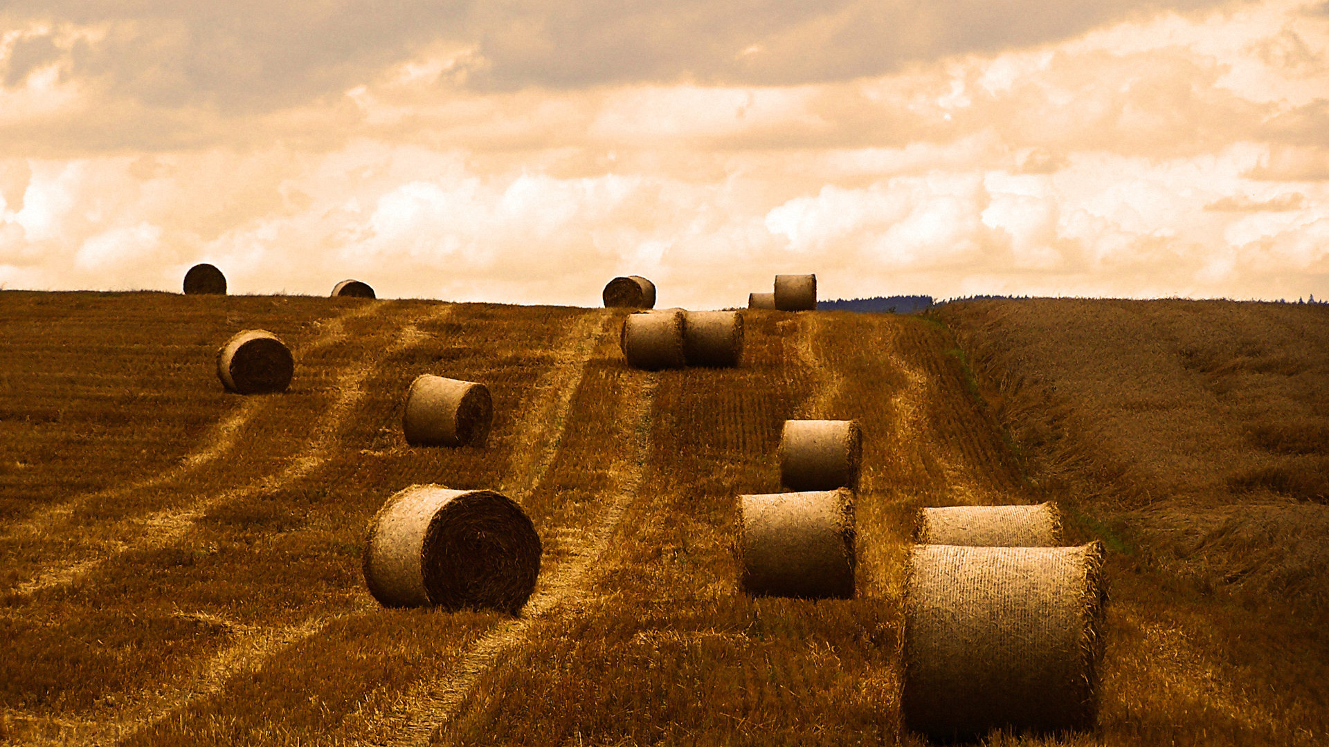 Поле после уборки урожая