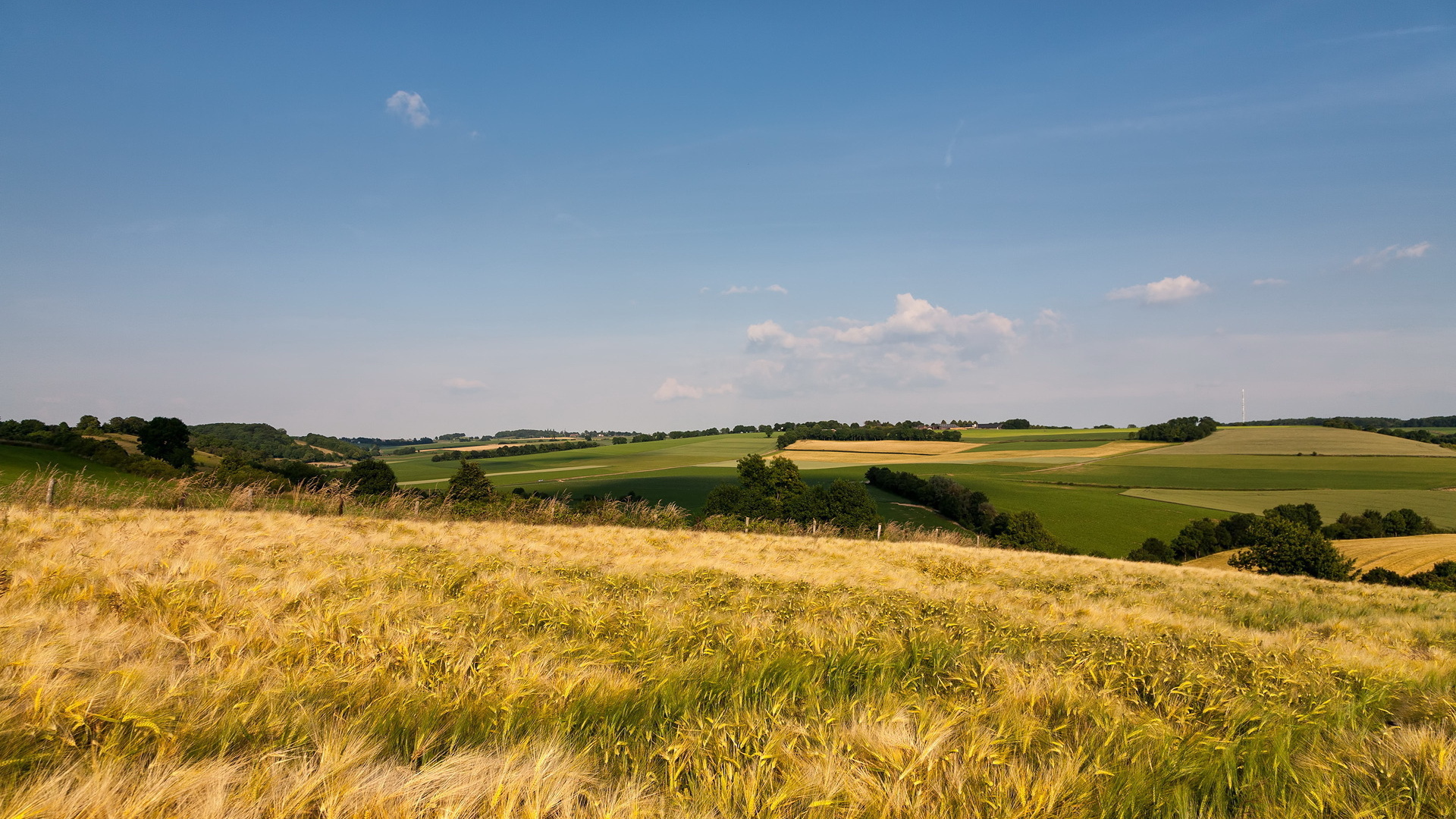 Поле до горизонта