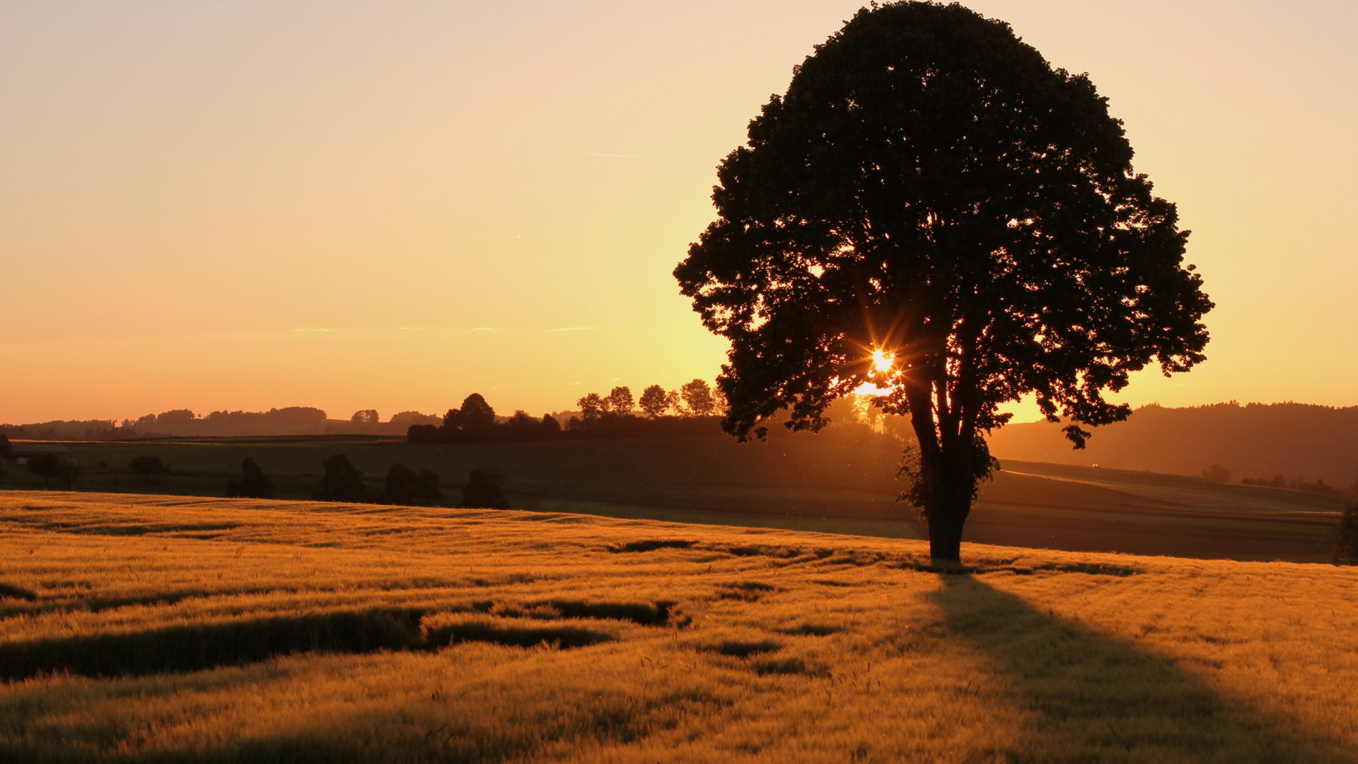 Одинокое дерево на поле