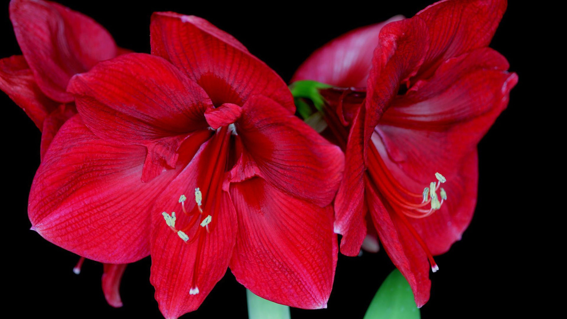 Амариллис в цвету