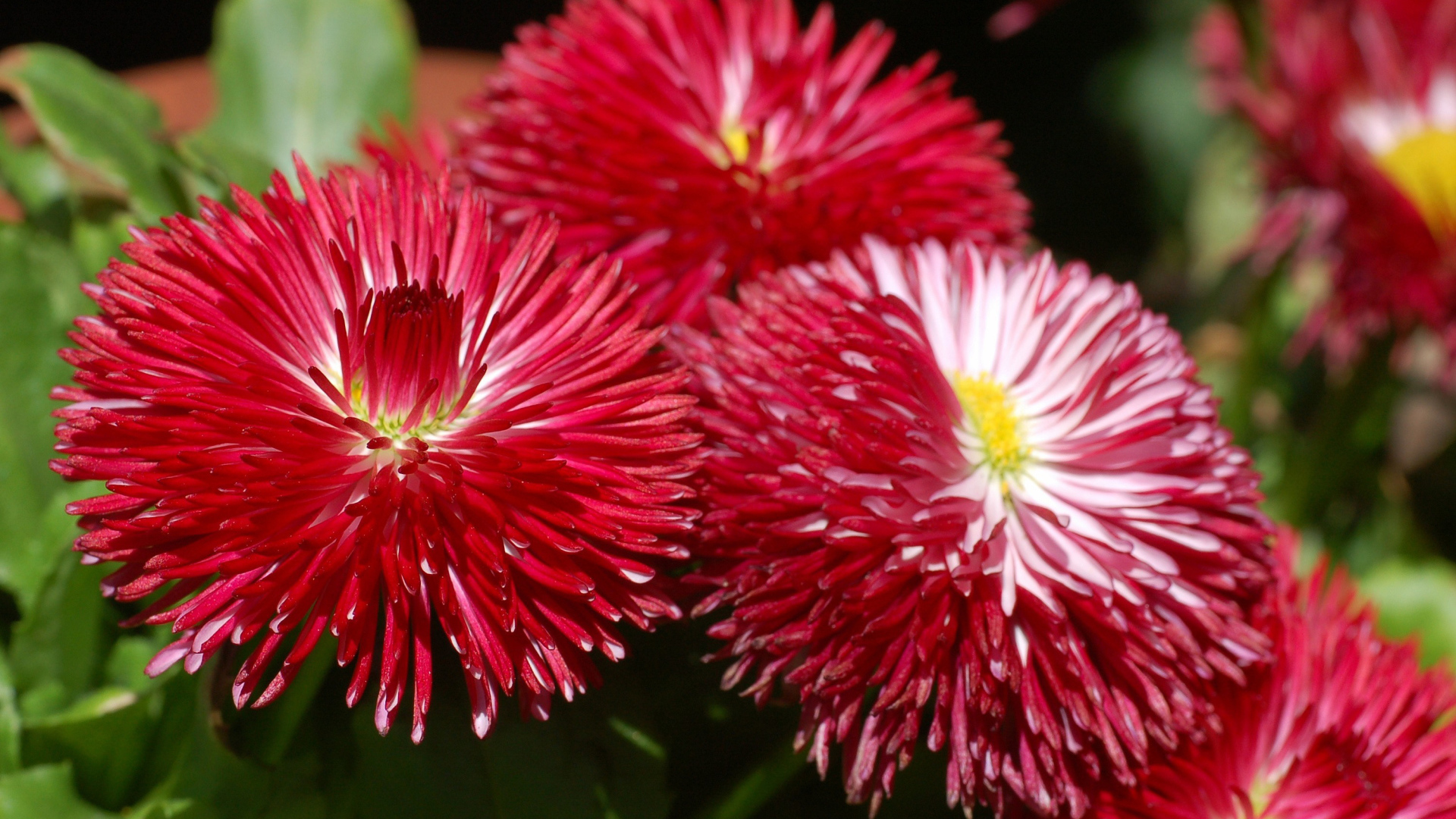 Садовые цветы астра на дачном участке