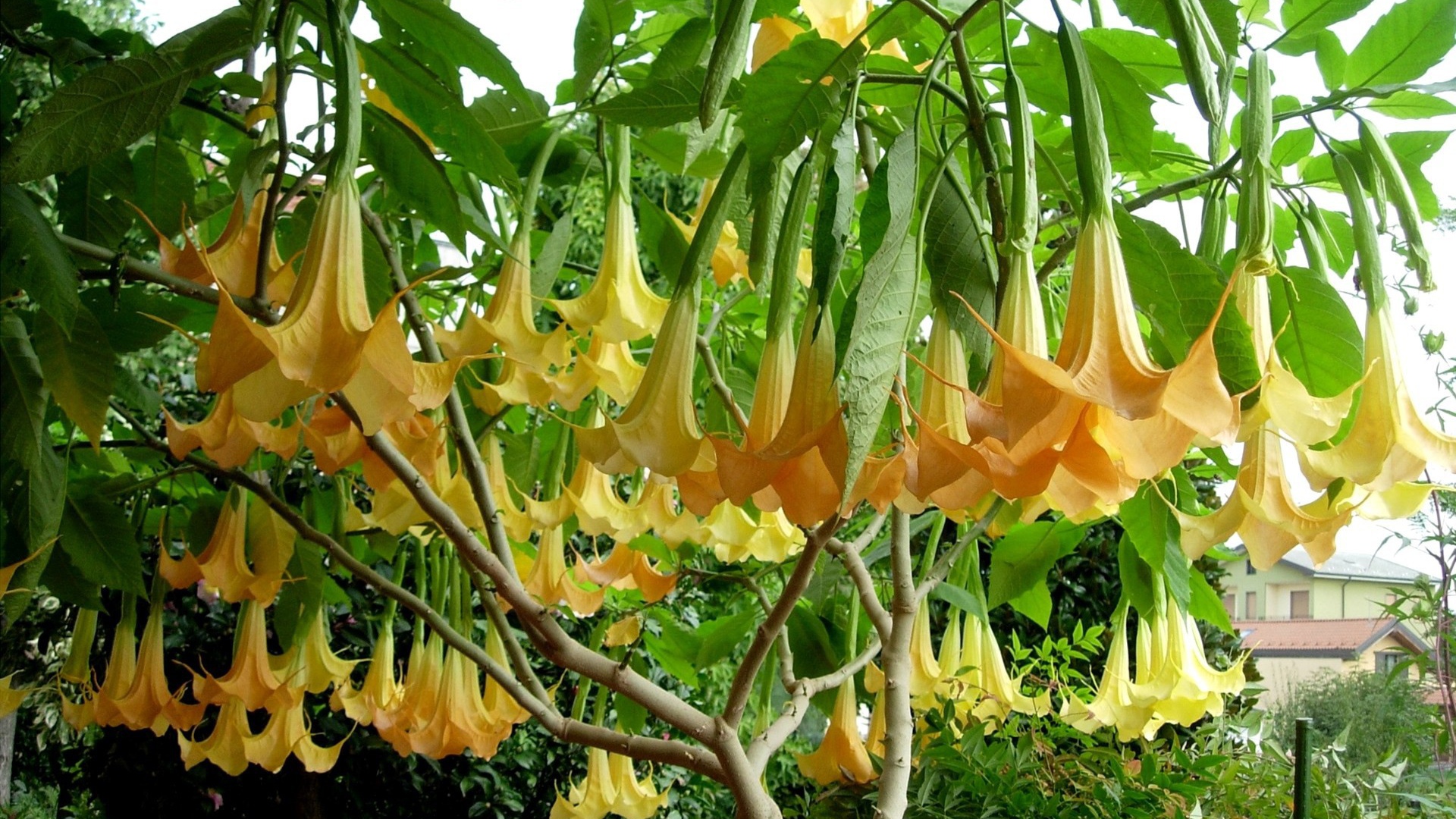 Красивая бругмансия в саду