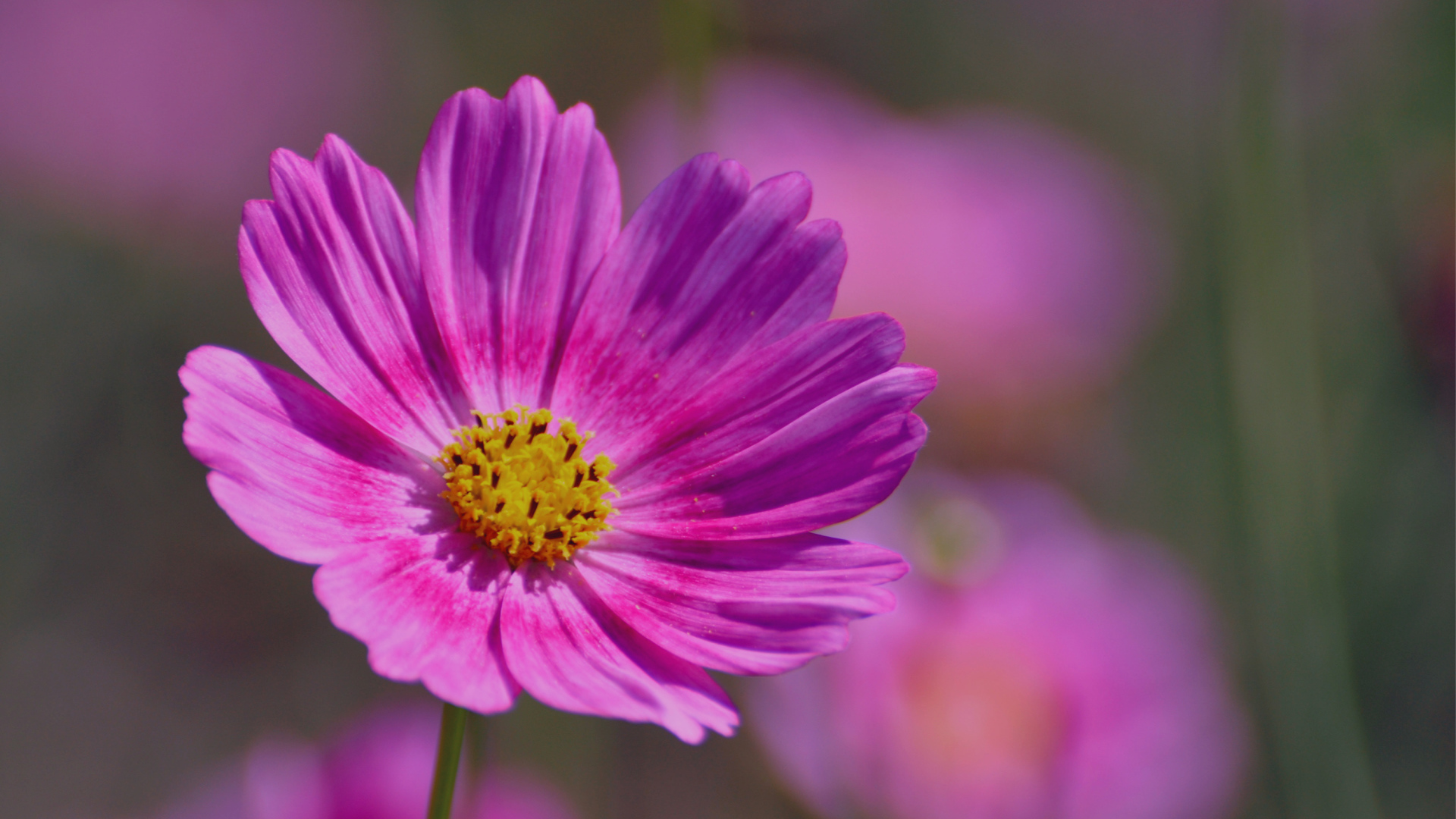 Красивая космея на дачном участке