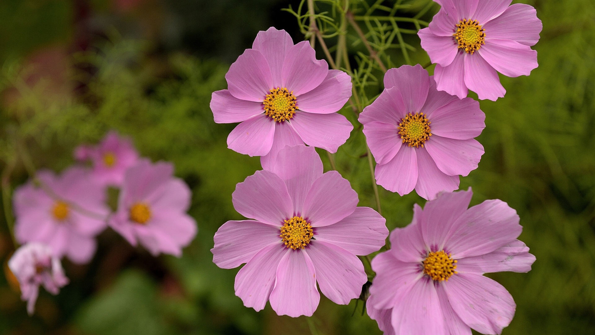 Красивые цветы космея в парке
