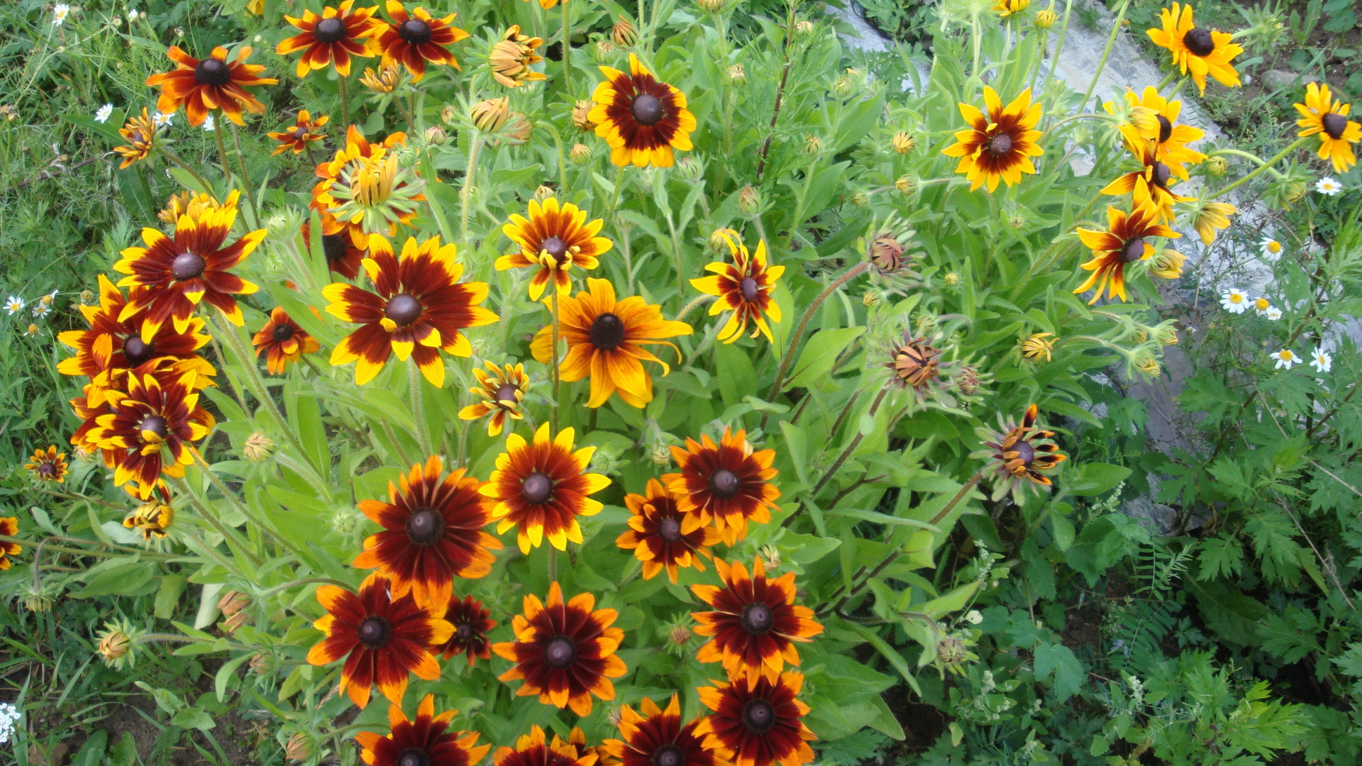 Красивая рудбекия на дачном участке