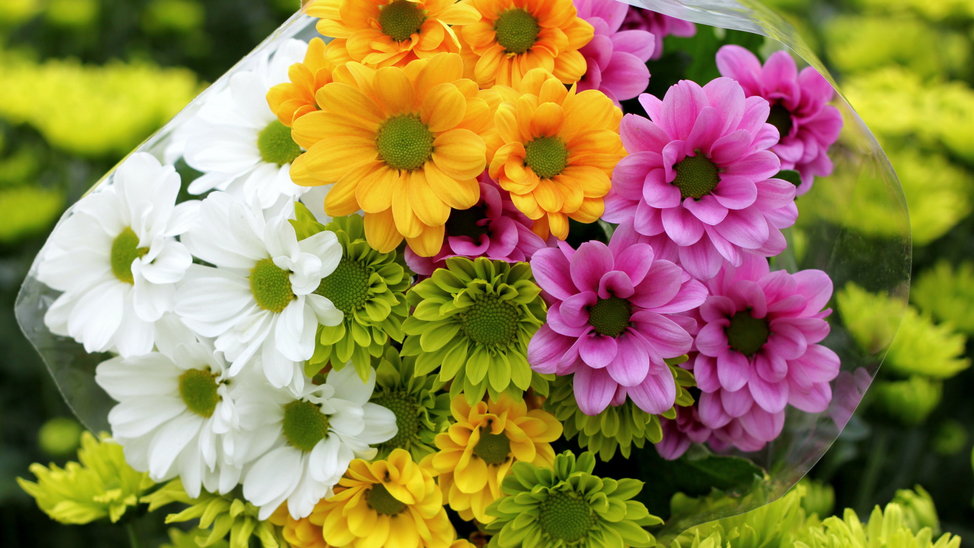 Красивые и яркие цветы хризантема