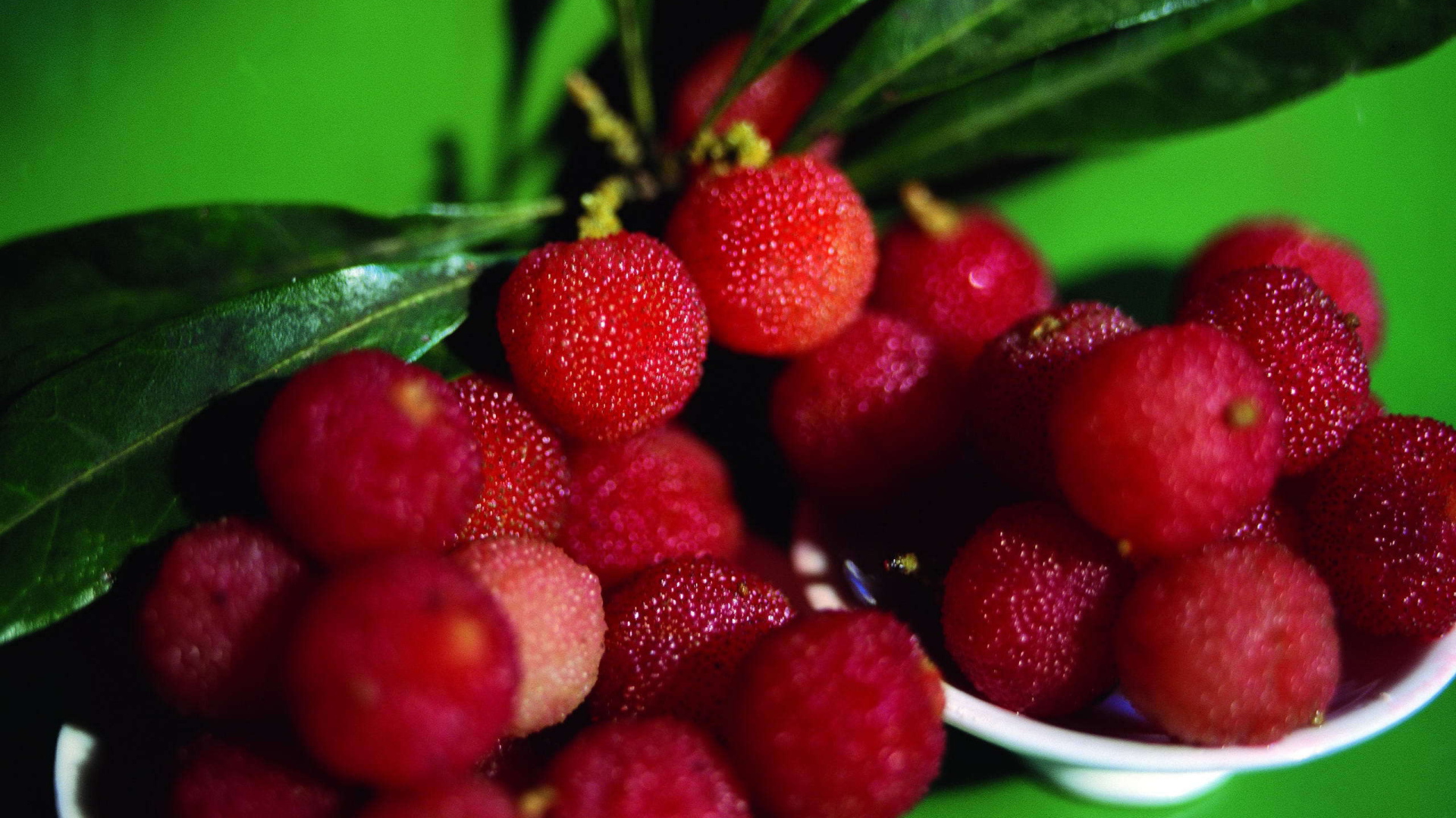 Красивые ягоды растения восковник